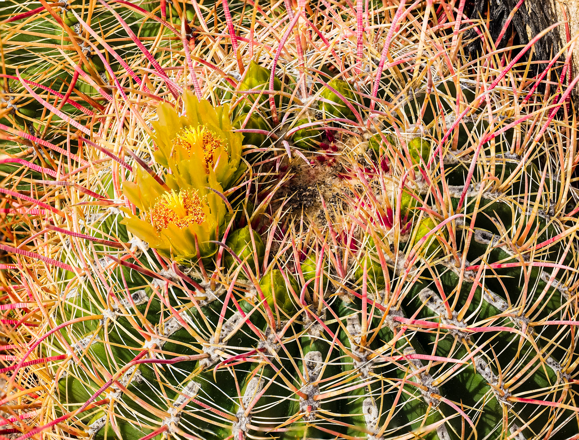Barrel Cactus in Bloom: Yaqui Flats, Anza-Borrego Desert State Park.