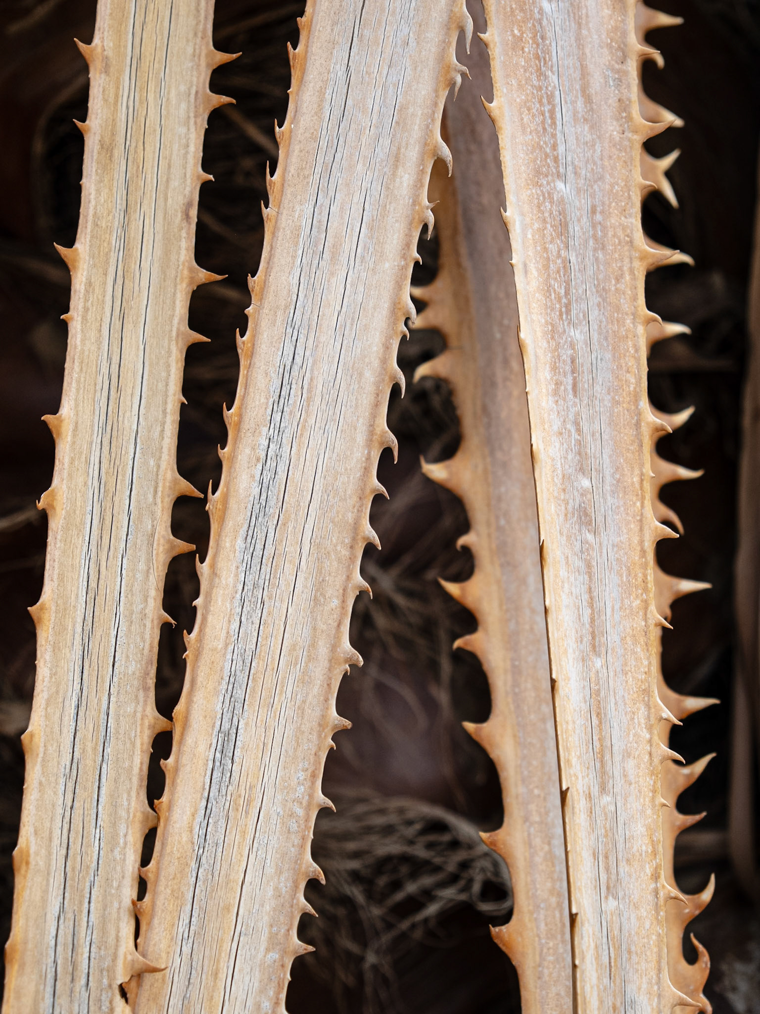 Fan Palm Petiole: Serrations on the fan palm petioles are a deterrent to would-be herbivores.