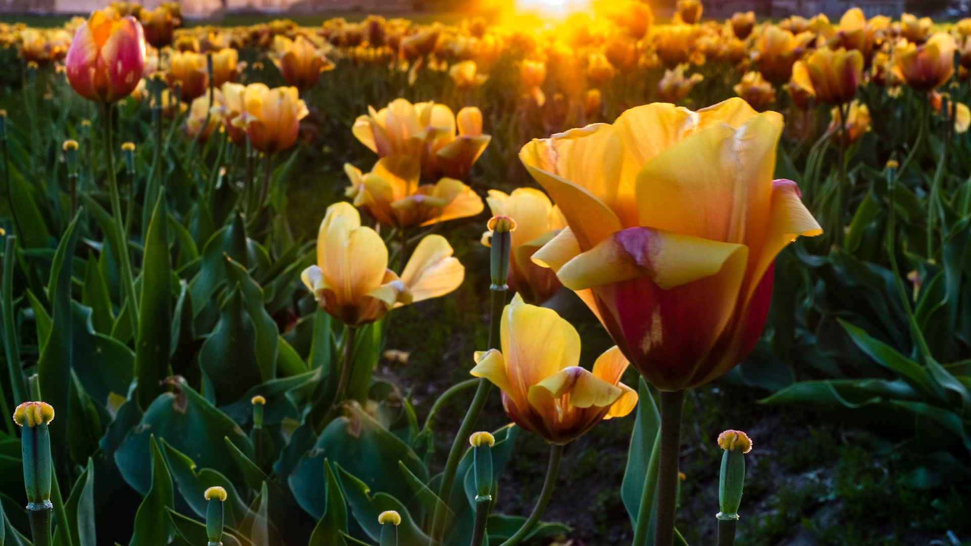 Tulips at Sunset: At the Tulip Festival, Mt. Vernon WA