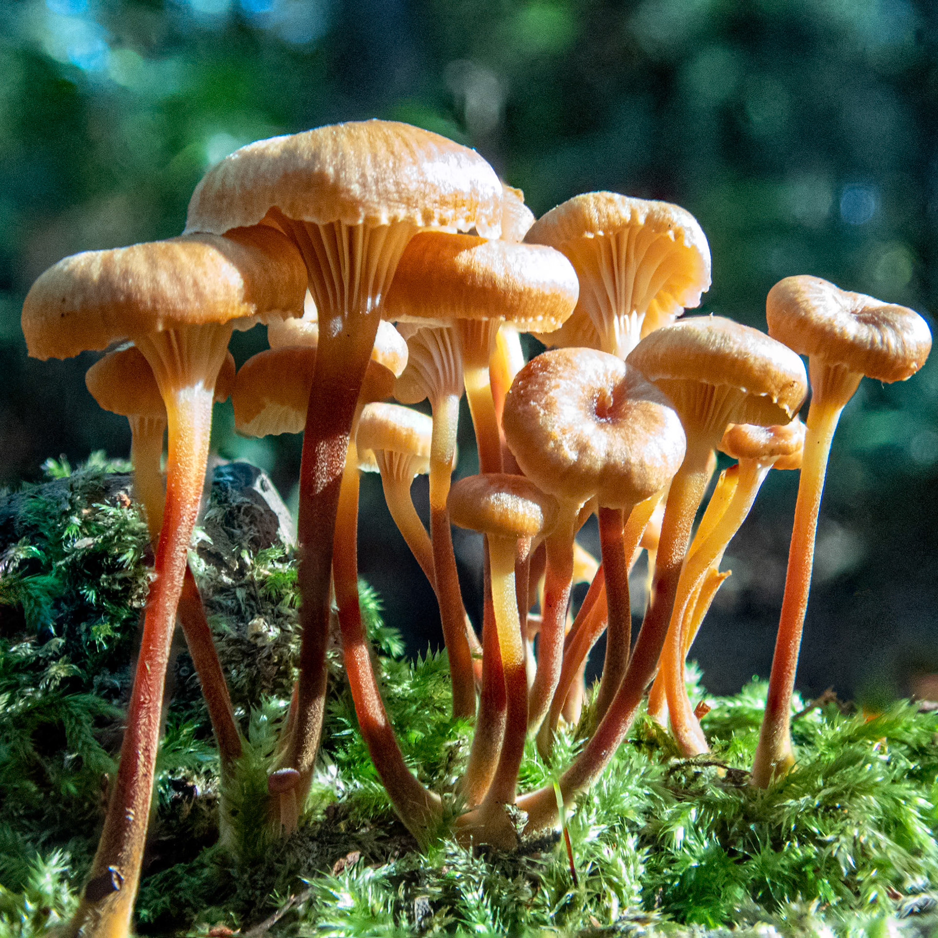 Pinewood Gingertail   -1: The Pinewood Gingertail mushroom (Xeromphalina campanella), also known as 'fuzzy root' or 'golden trumpet' or 'bell Omphalina'.