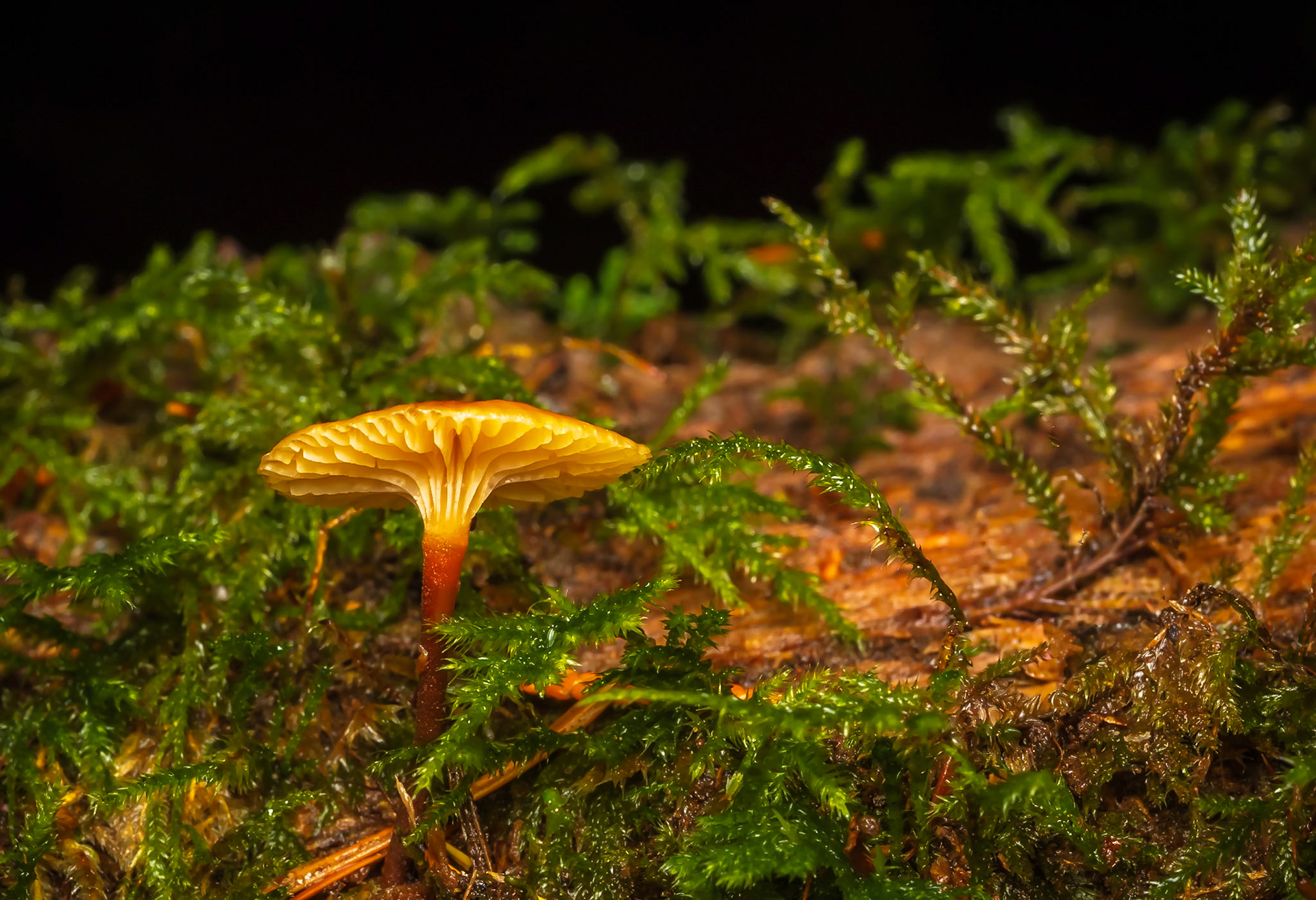 Solitary Pinewood Gingertail Mushroom: The Pinewood Gingertail mushroom is known by its scientific name as Xeromphalina campanella and also has several common names including 'fuzzy root', 'golden trumpet' and 'bell Omphalina'.  It's  tiny mushroom less than an inch across.