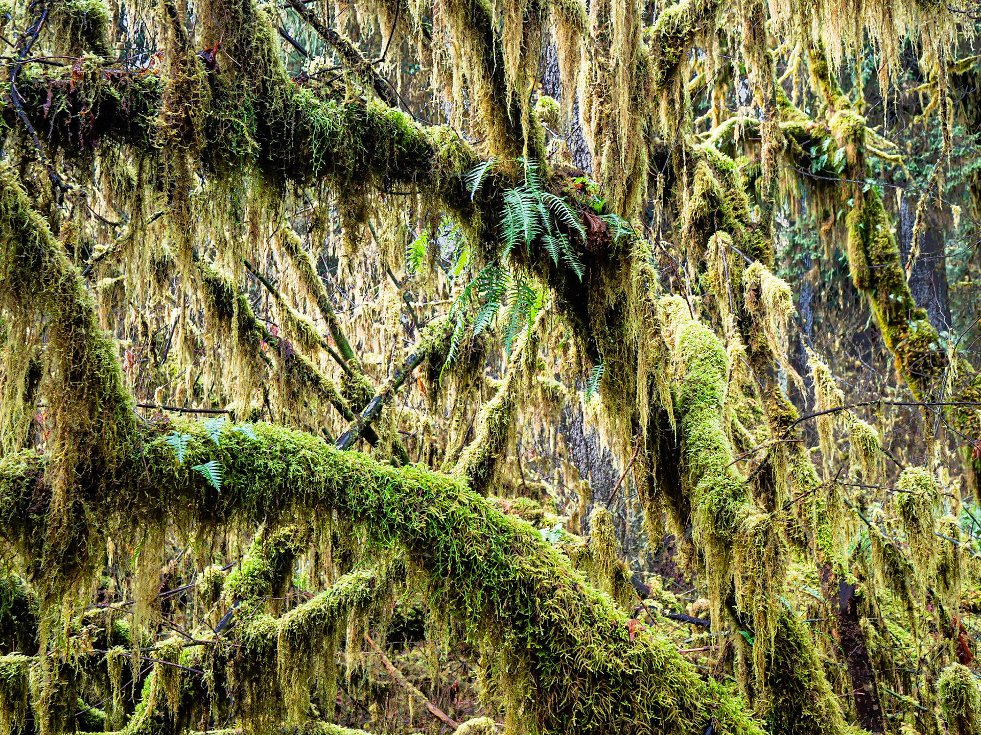 Rainforest Mosses and Ferns: A diverse assemblage of mosses and ferns thickly carpet trees and forest floor in the Hoh Rainforest.
