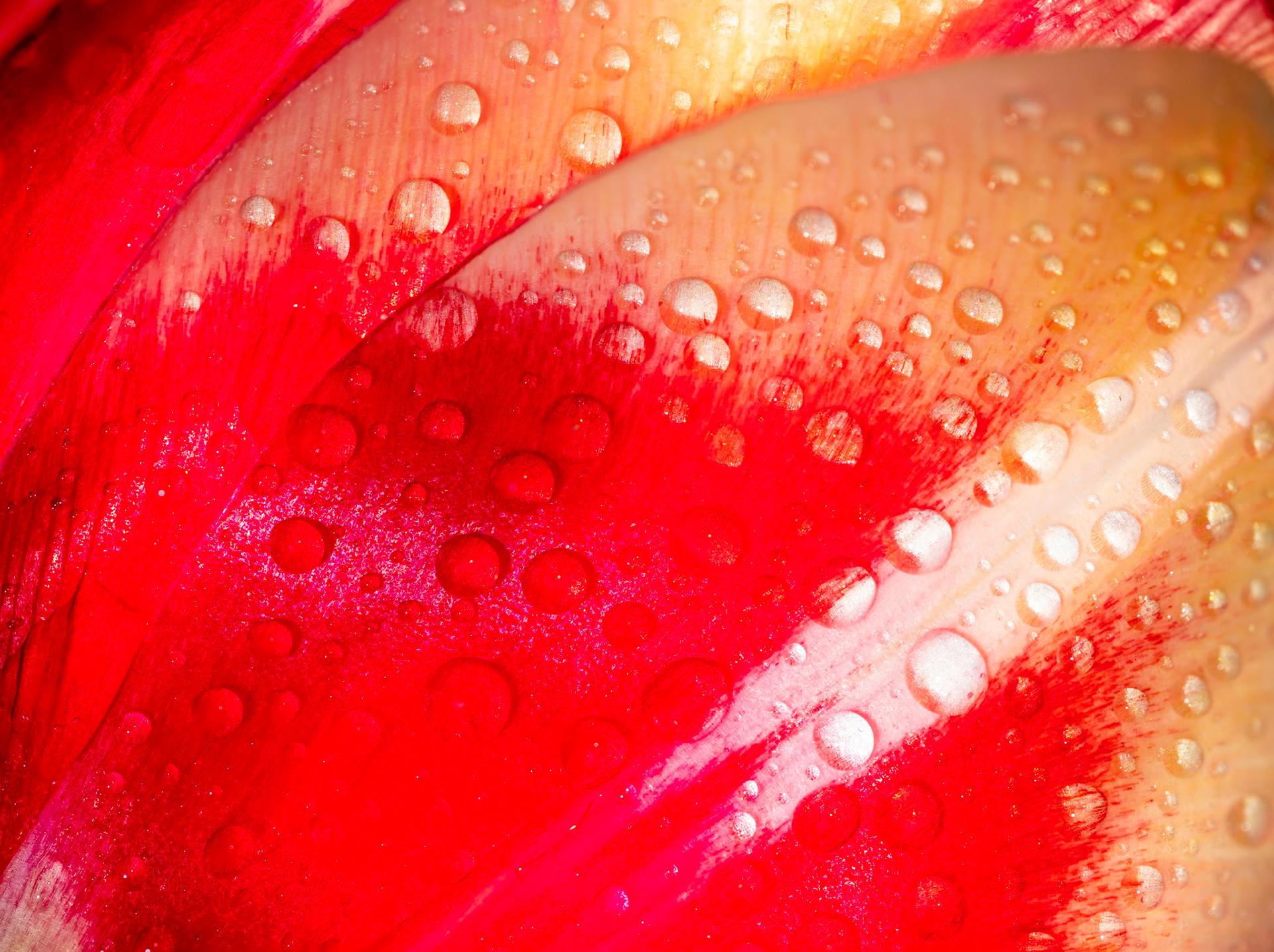 Tulip Petals: I got tulips for my birthday and couldn't resist taking a close-up photo of the water-accented petals.