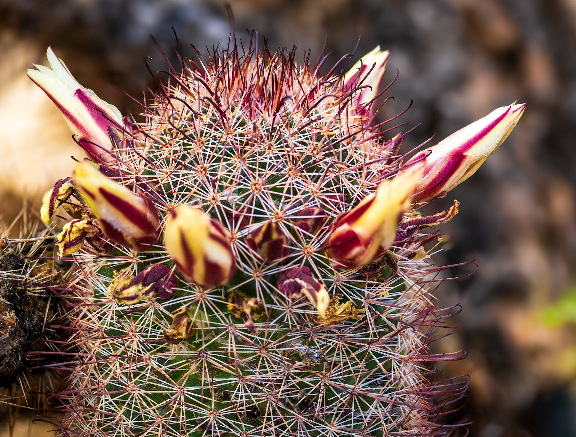Fishhook Cactus Blooms: Yaqui Flats, Anza-Borrego Desert State Park.