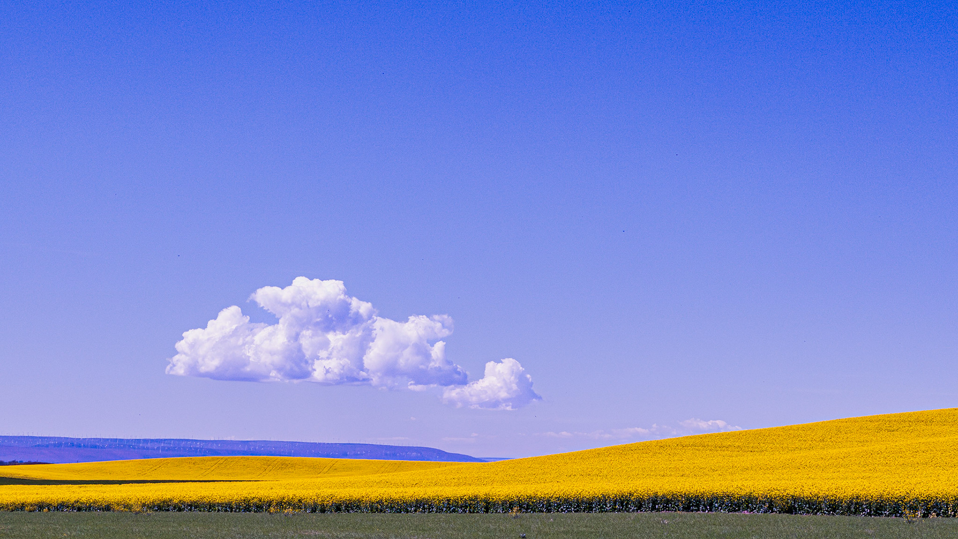 Canola Fields: Near Walla Walla Washington