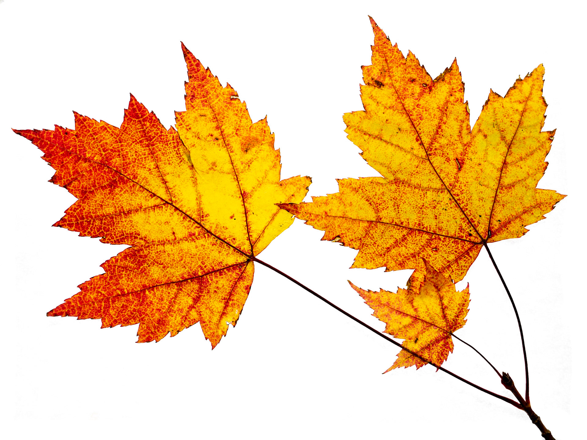 Three Maple Leaves - White Background: Maple leaves turn to orange and yellow hues before dropping in Autumn.