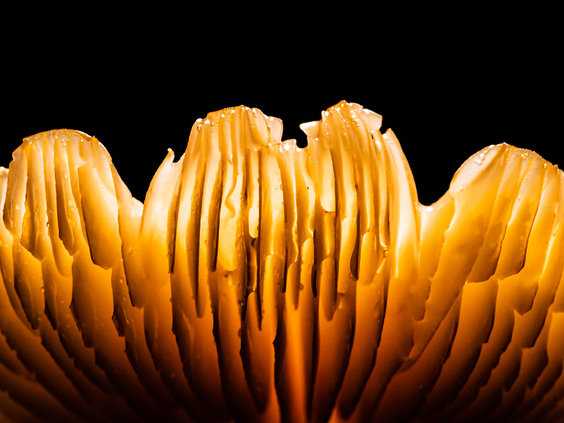 Pindewood Gingertail Leading Edge: Close-up view of the gills and edge of a Pinewood Gingertail (aka Golden Trumpet) mushroom.