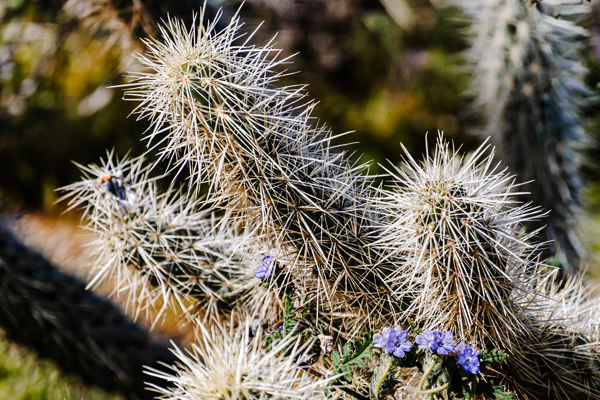 Pick Me Not: This ferociously spined hedgehog cactus seems to be protecting the diminutive flowers of the intertwined Lacy Phacelia, a common flowering plant found in the deserts of southern California.
