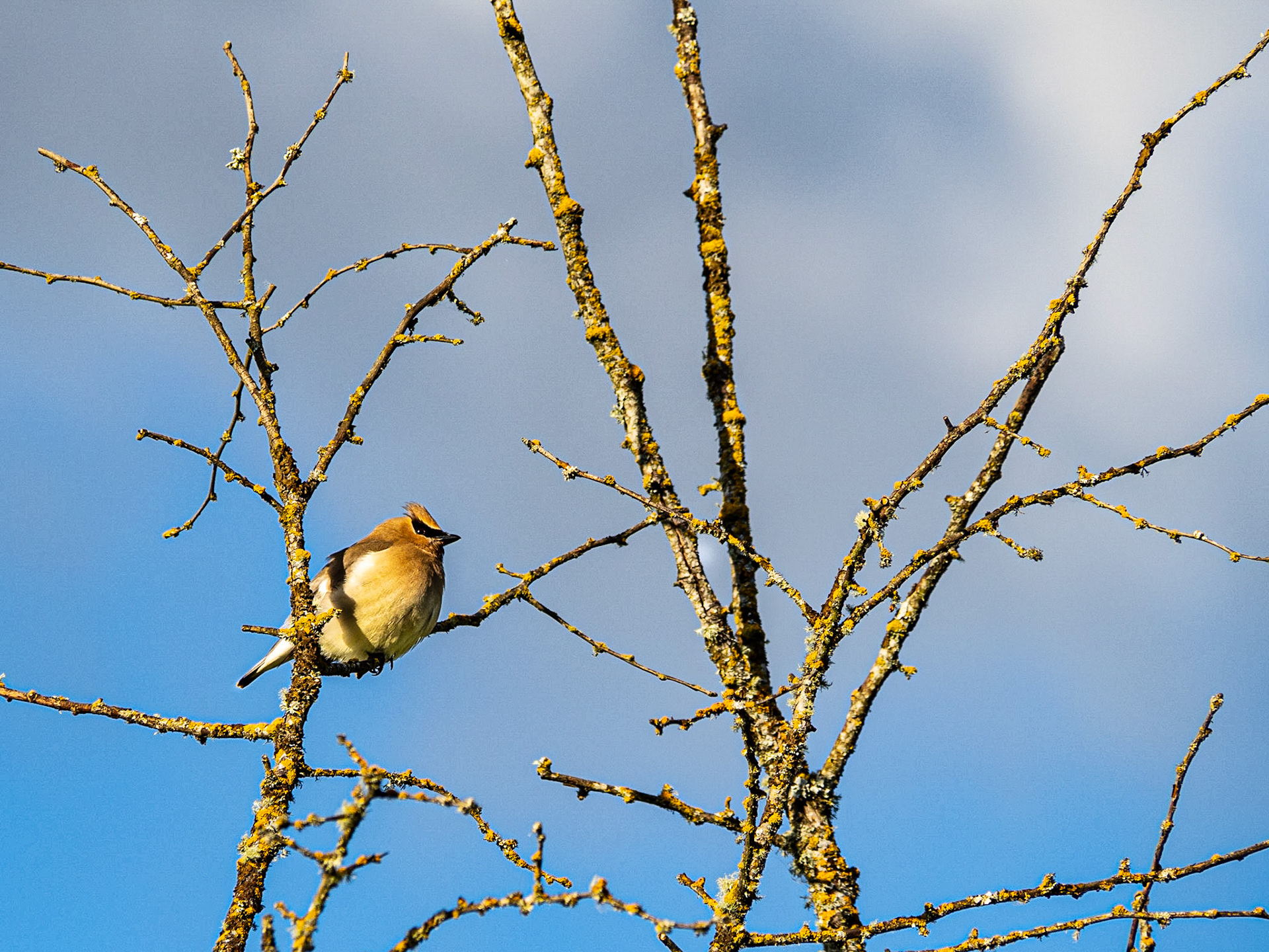 Cedar Waxwing: Marymoor Park in Redmond WA