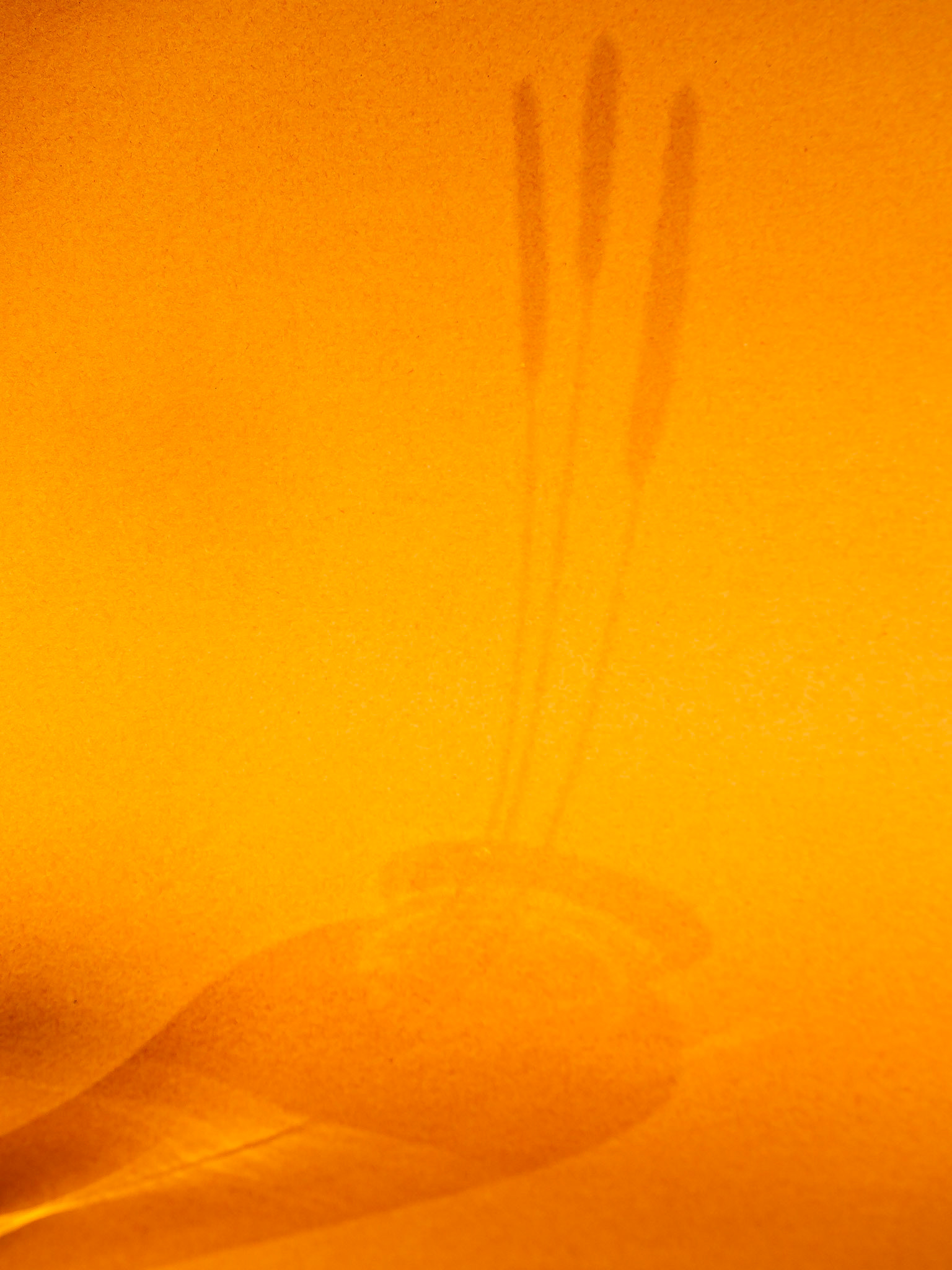Timothy Grass - Shadow on Orange: Spring Timothy Grass silhouetted with a Manfrotto LED  onto an orange poster-board sweep.