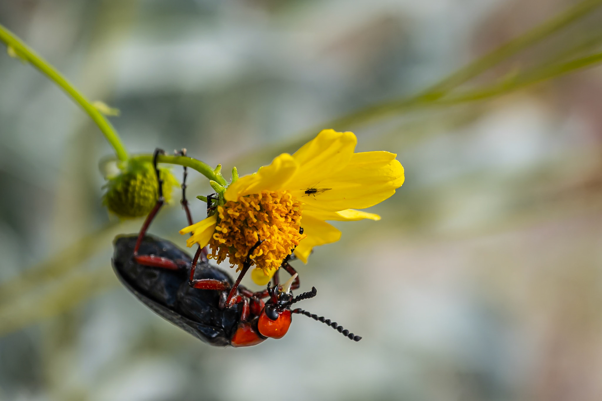 Desert Blister Beetle: Foraging on a brittlebush flower in the Anza-Borrego Desert State Park