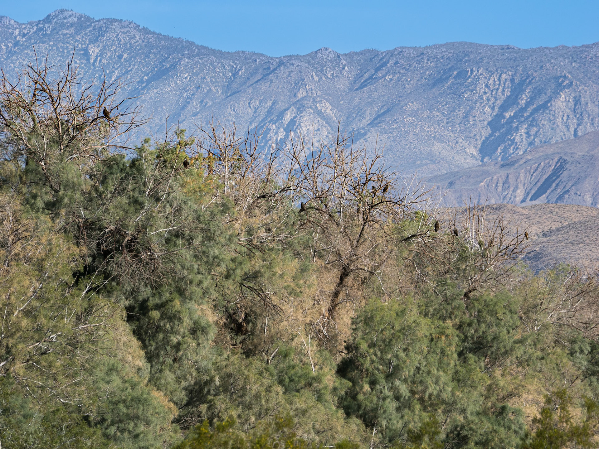 Hawkwatch: Swainson'as hawks roost overnight in a grove of tamarisk trees. They are wating to catch a a lift on a "thermal" of warm morning air to continue their migration north.