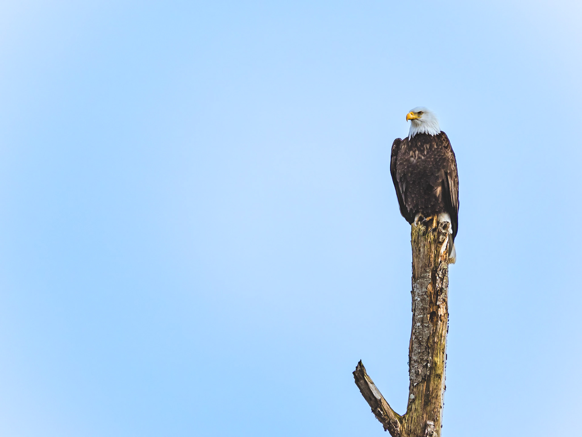 Bald Eagle Roosting: At the Skagit River Wildlife Station