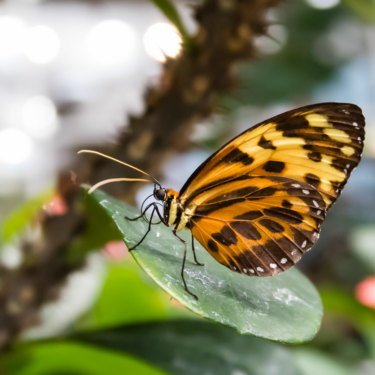 Tiger Mimic Butterfly: At the Pacific Science Center