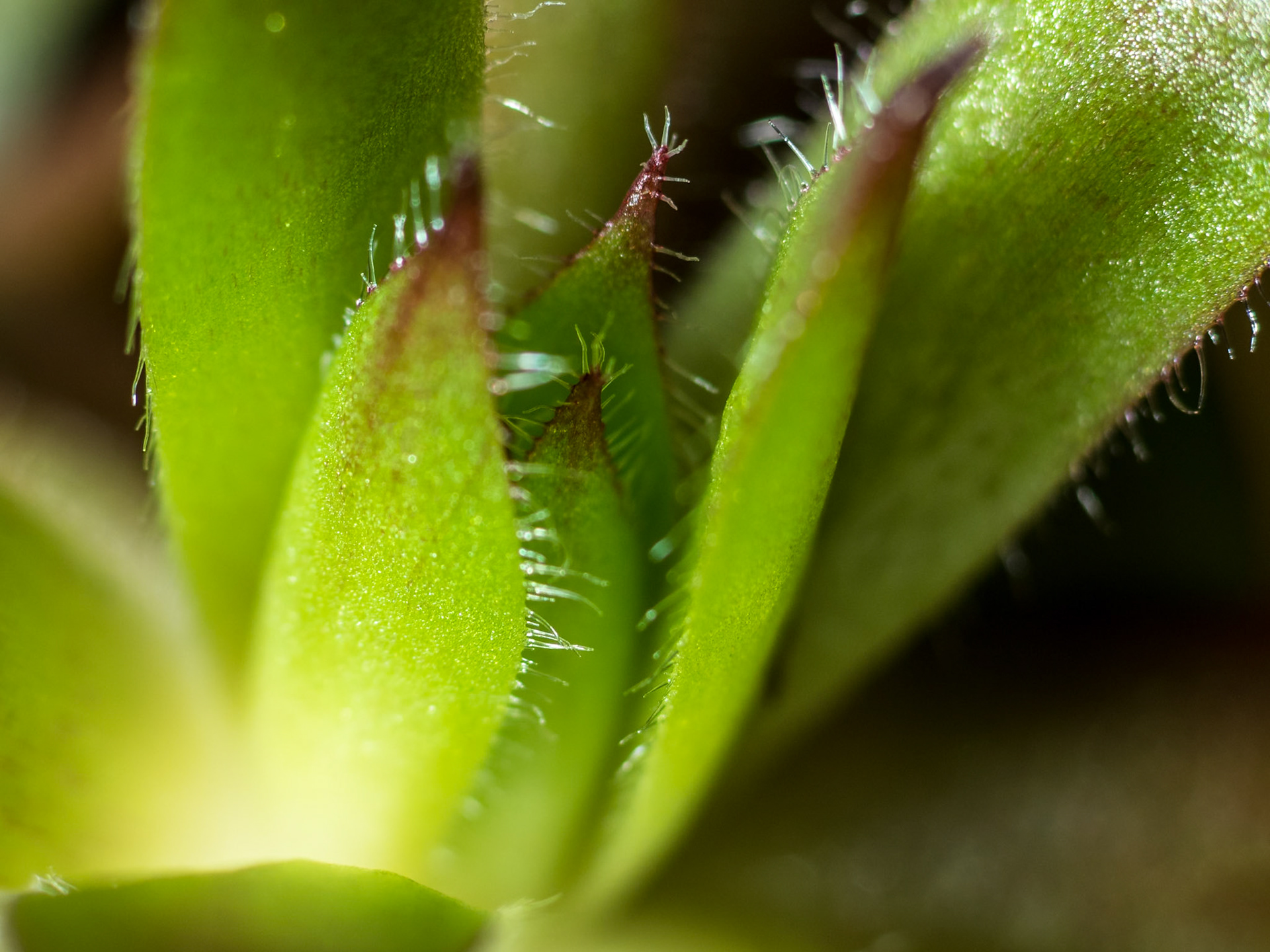 The Light Within: Backlighting confers an eerie glow in this garden succulant.