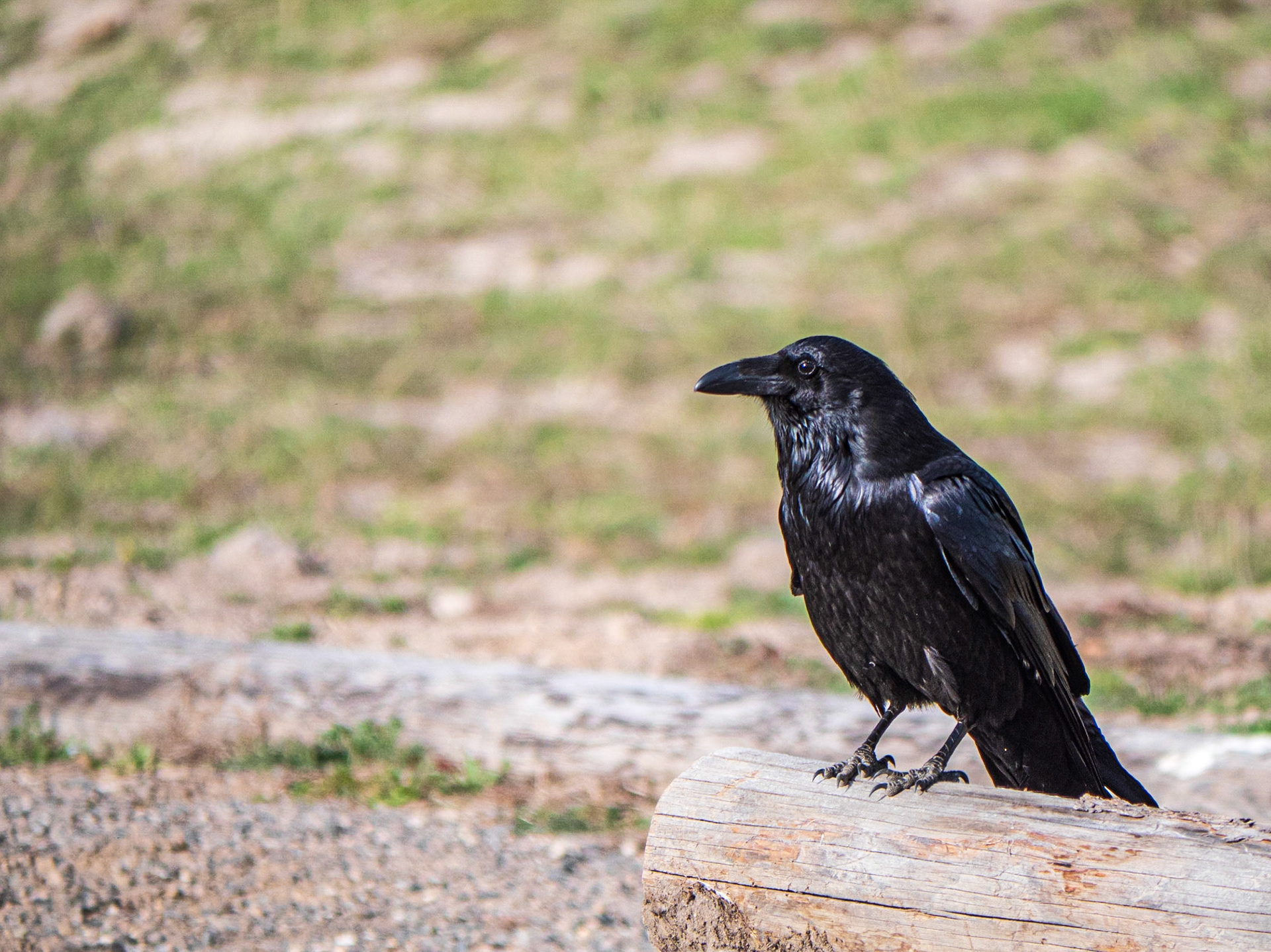 Raven: Near the Firehole River in the Lower Geyser Basin of Yellowstone National Park.