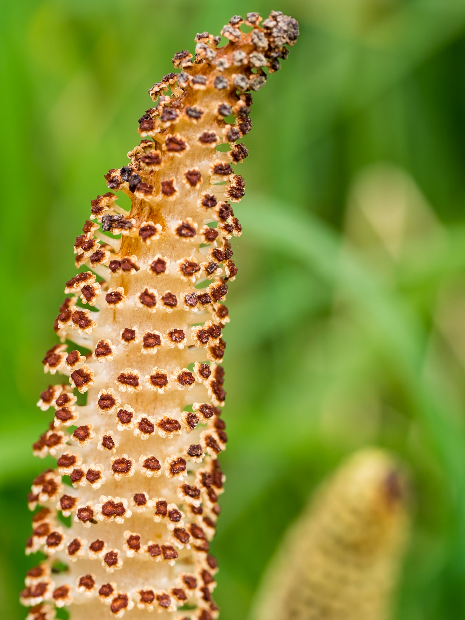 Giant Horsetail (Equisetum): Chocolaty brown spores adorn a pale yellow stem - the strobilus - on Giant Horsetail at English Camp on  San Juan Island.