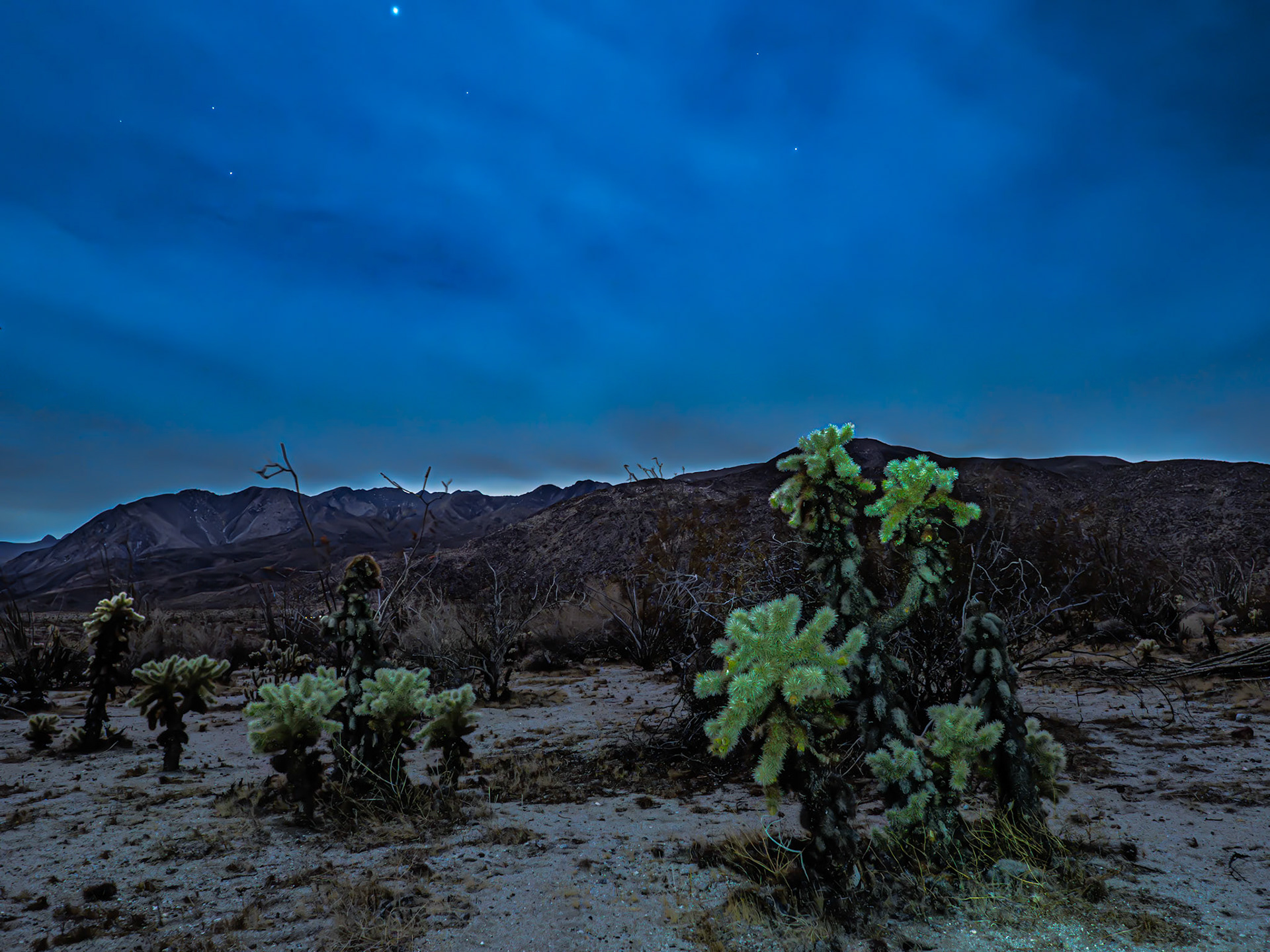 Cholla in Moonlight: Light from a near full moon filters through cloudy skys  with stars peeking out over Cholla cactus in Coyote Canyon.