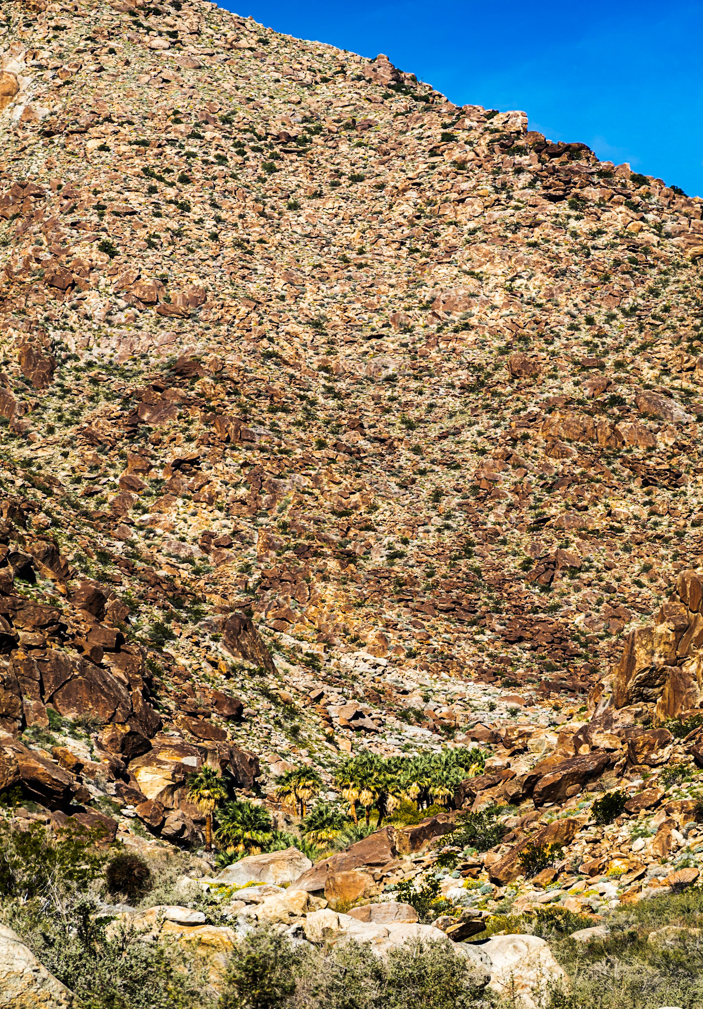 Palm Canyon Oasis: A desert oasis at the head of Palm Canyon is fed by rain captured as runoff from the surroudning San Ysidro Mountains or by spring-fed groundwater.  The oasis is frequently visited by bighorn sheep.