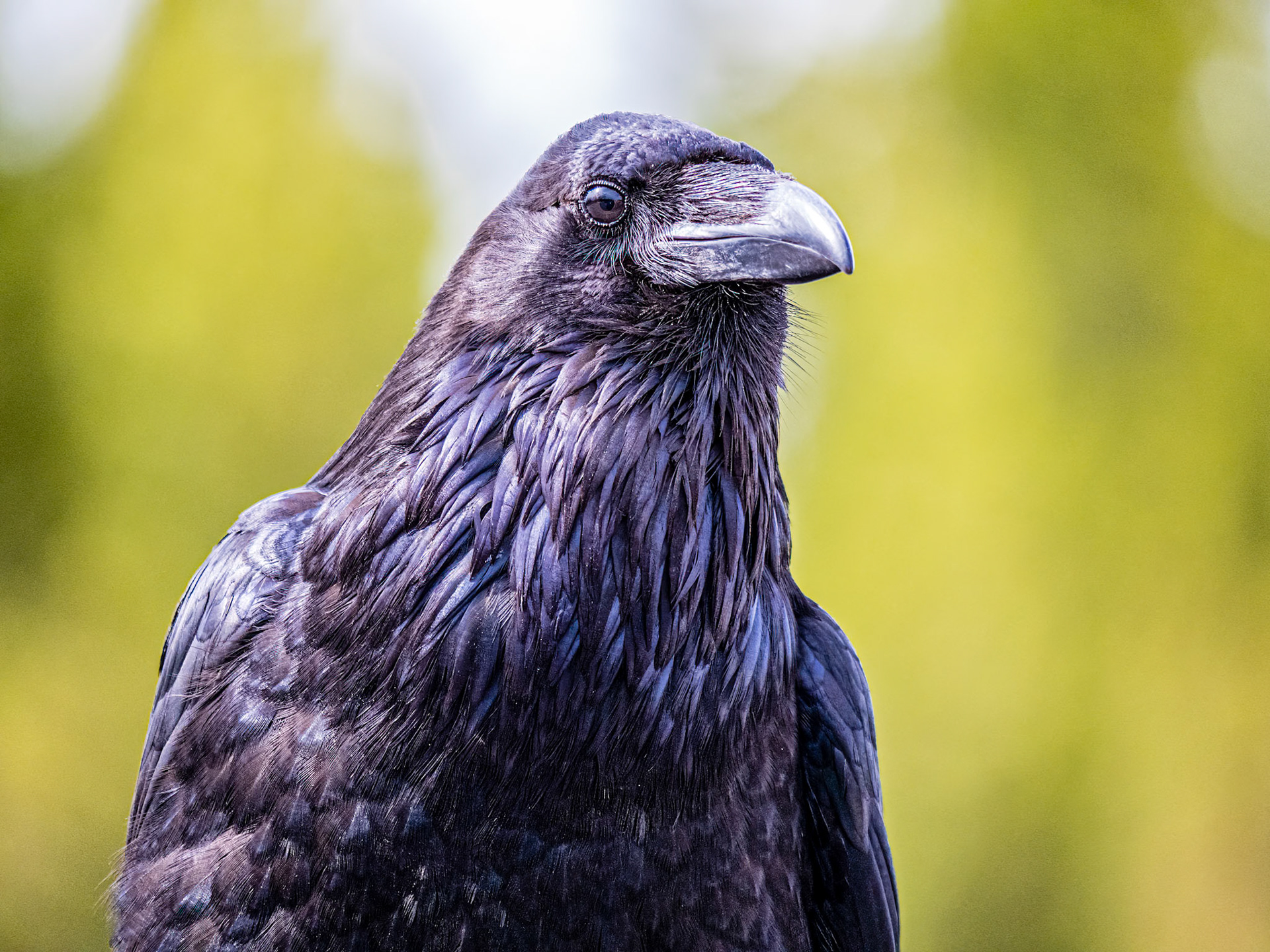 Raven - Head and Shoulders: This magnificient Raven was an inquisitive and accomodating subject offering multiple poses rom its nearby perch.