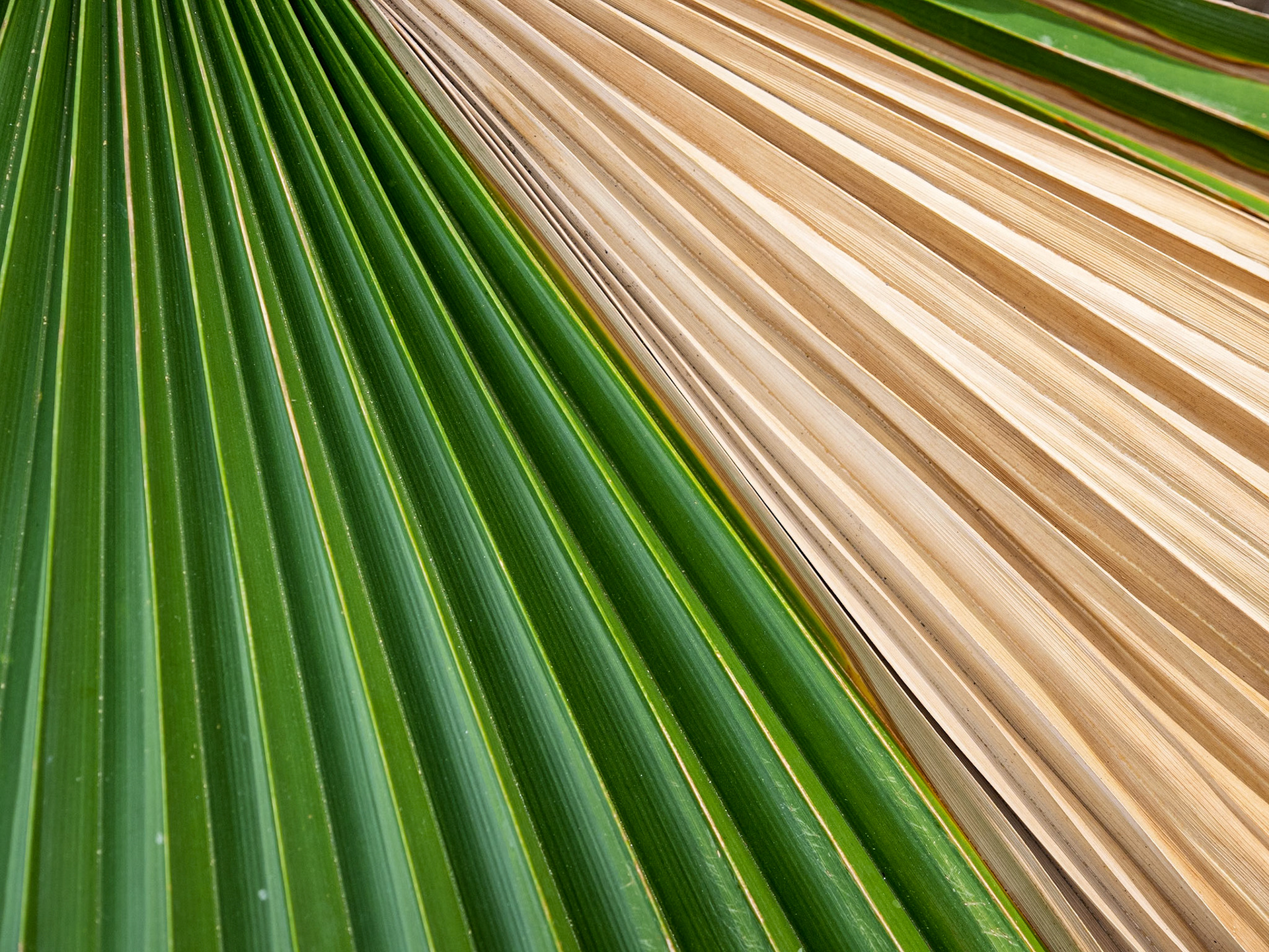 Fan Palm Aging in Place: California fan palm leaves turn brown and form a skirt on the trunk of the tree as it grows up to 75 feet.