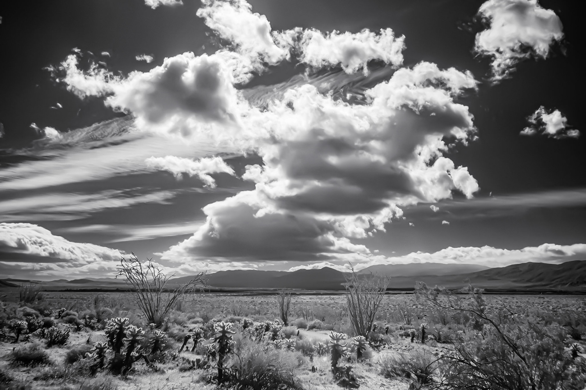 Desert Clouds Over Cholla and Ocotilo  IR Black-and-White.: Desert clouds pass over Coyote Canyon following a late winter rain in the Anza-Borrego Desert State Park.  Infrared image (720 nm) coverted to Black-and-White.