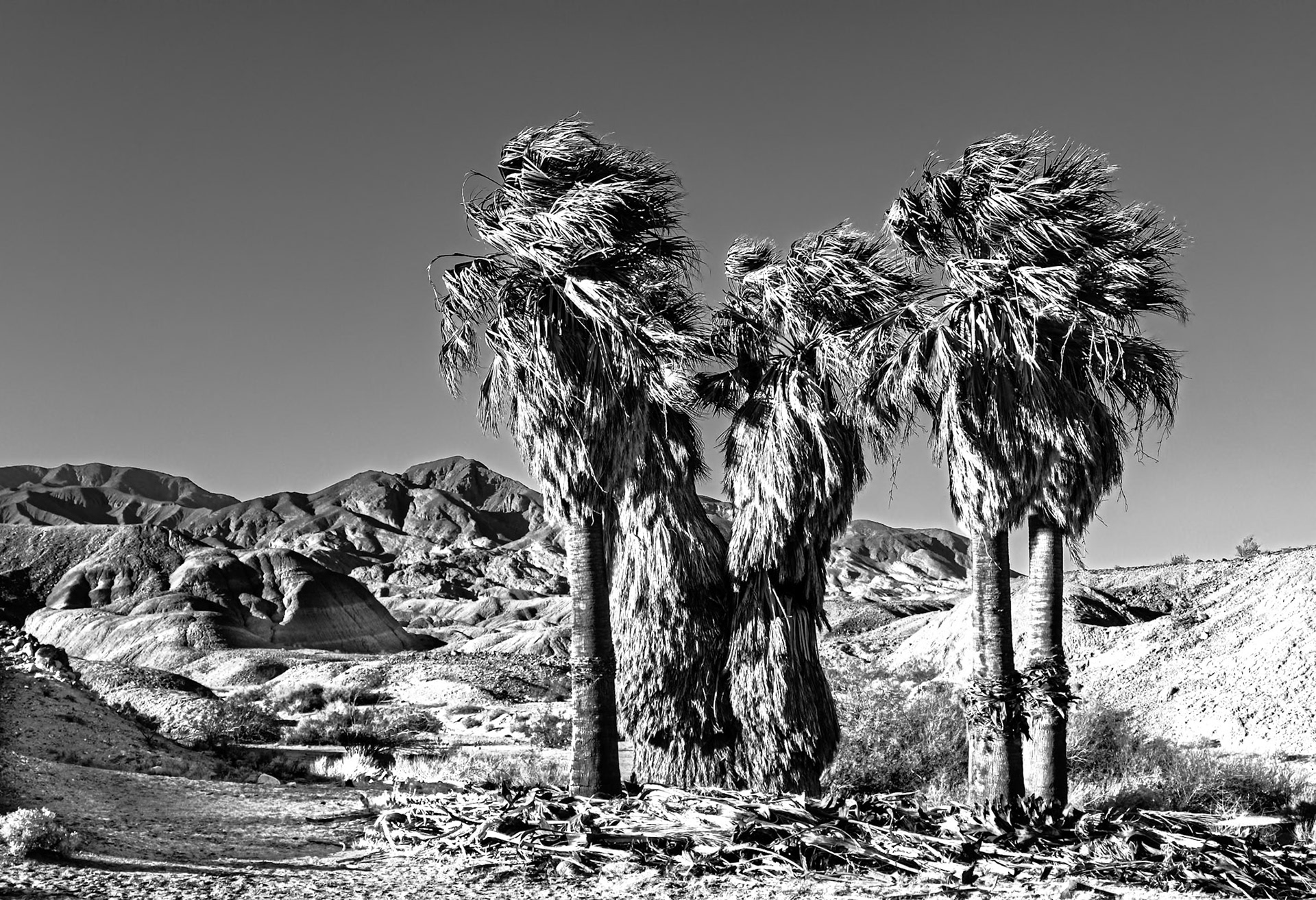 Five Desert Palms: Five native California fan palms at the 17 Palms Oasis in the Anza-Borrego Desert. An infra-red (720nm) image converted to Black-and-White.