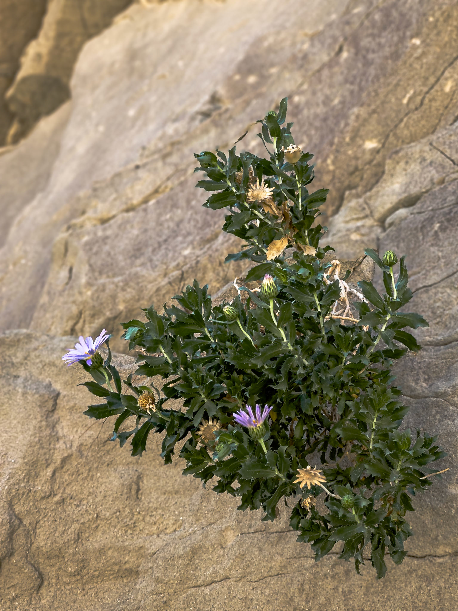 Desert Opportunist: This Mojave Aster (Xylorhiza tortifolia) is a perennial sun-loving subshrub native to the American southwest.  It is heat and drought tolerant.  It favors growth on rocky slopes, in canyons or dry, flat areas at about 2,000 to 5,500 feet.  Although this particular specimen seems highly opportunistic in seeding itself and growing from a crevice on a nearly vertical rock wall in the Fish Creek-Sandstone Canyon area of the Anza-Borrego Desert State Park.