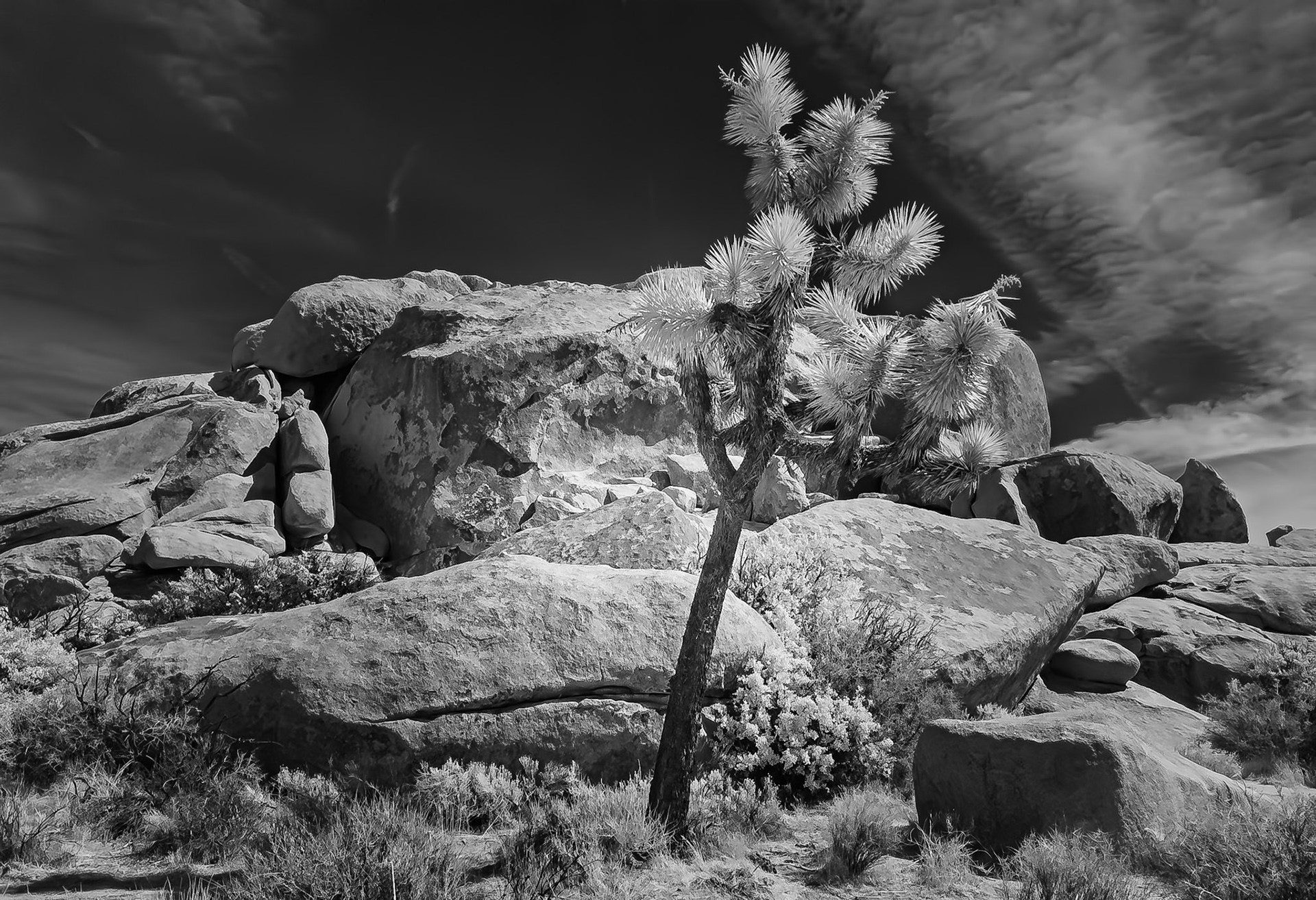 Joshua Tree Standing Alone: Seen along the  Cap Rock loop trail In Joshua Tree National Park.  An infra-red (720nm) image converted to Black-and-White.