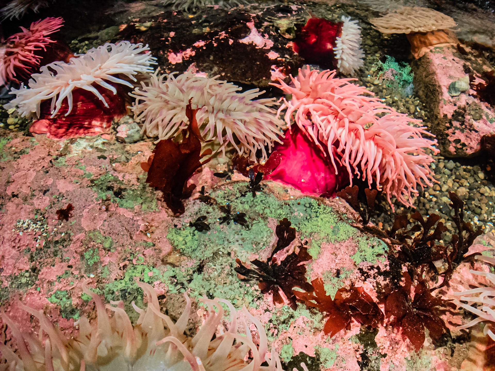 Tide Pool Sea Anemones: At the Seattle Aquarium