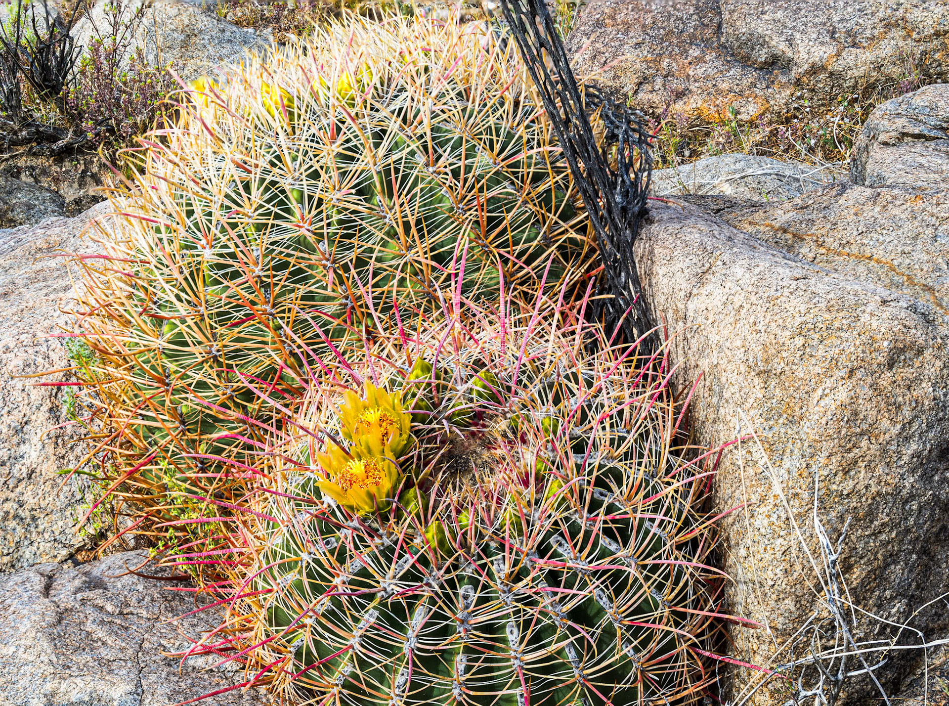Cactus on the Rocks: Barrel cactuss emergng from boulders on Yaqui Flats, Anza-Borrego Desert State Park,