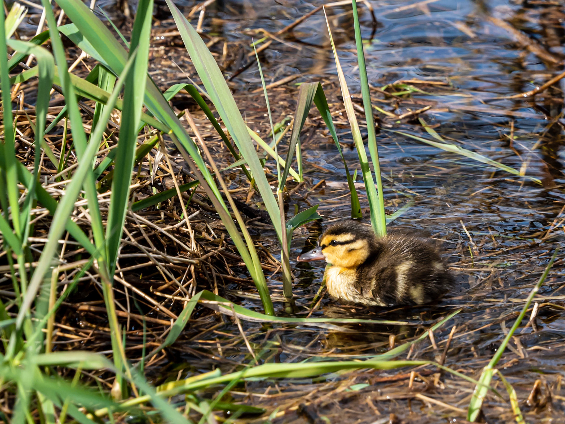 Duckling in the Reeds: A Mallard duckling foraging among reeds in a retention pond in the Bear Creek restoration area, Redmond Washington.