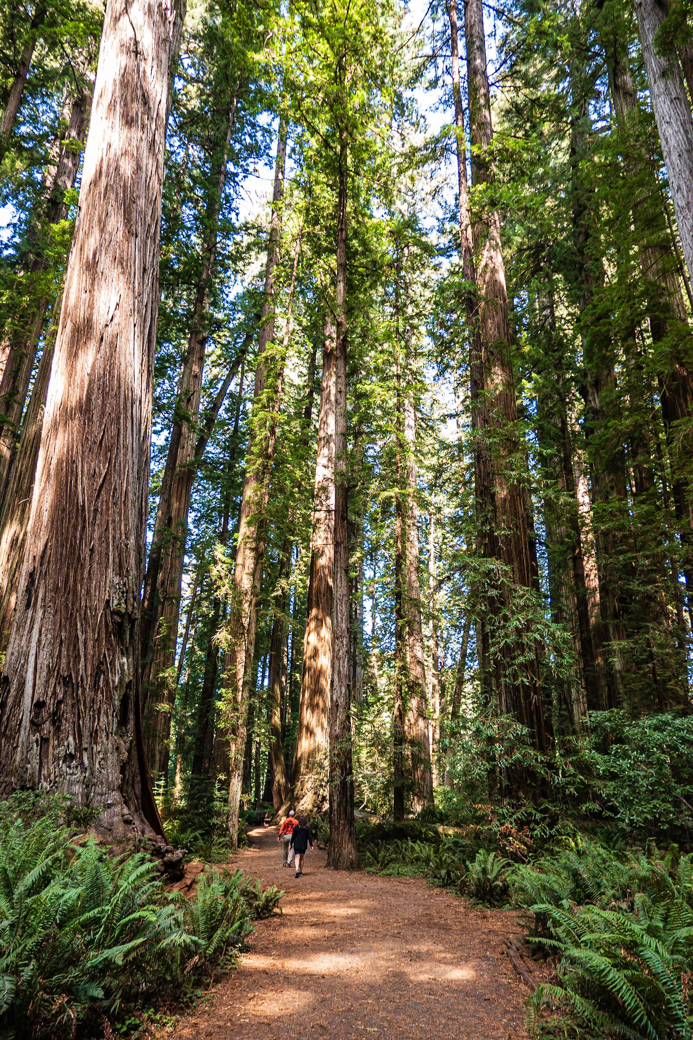 Hiking the Redwoods: In Jedediah Smith State Park