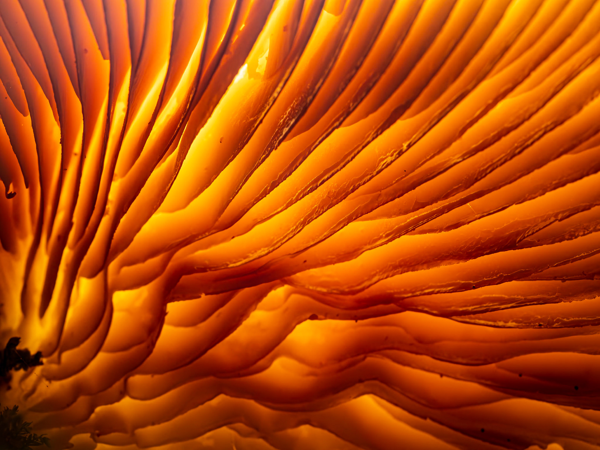 Under the Mushroom: Under the Mushroom: Close-up view of the gills of Pinewood Gingertail mushroom growing on a mossy log.