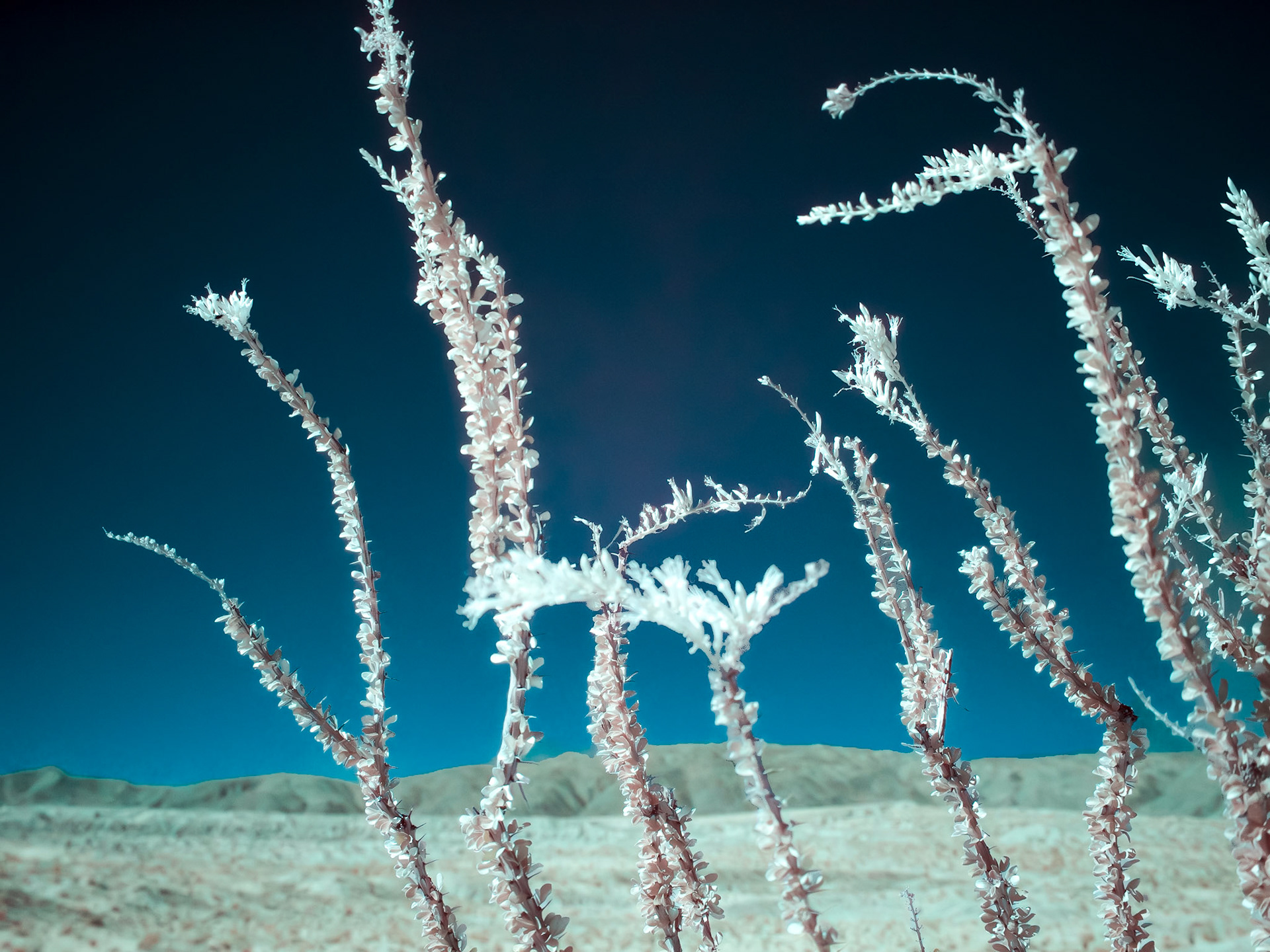 Ocotillo Blooms - IRFC: Ocotillo blooms along the Thimble Trail in Anza-Borrego Desert State Park. Infrared (720 nm) false color image.