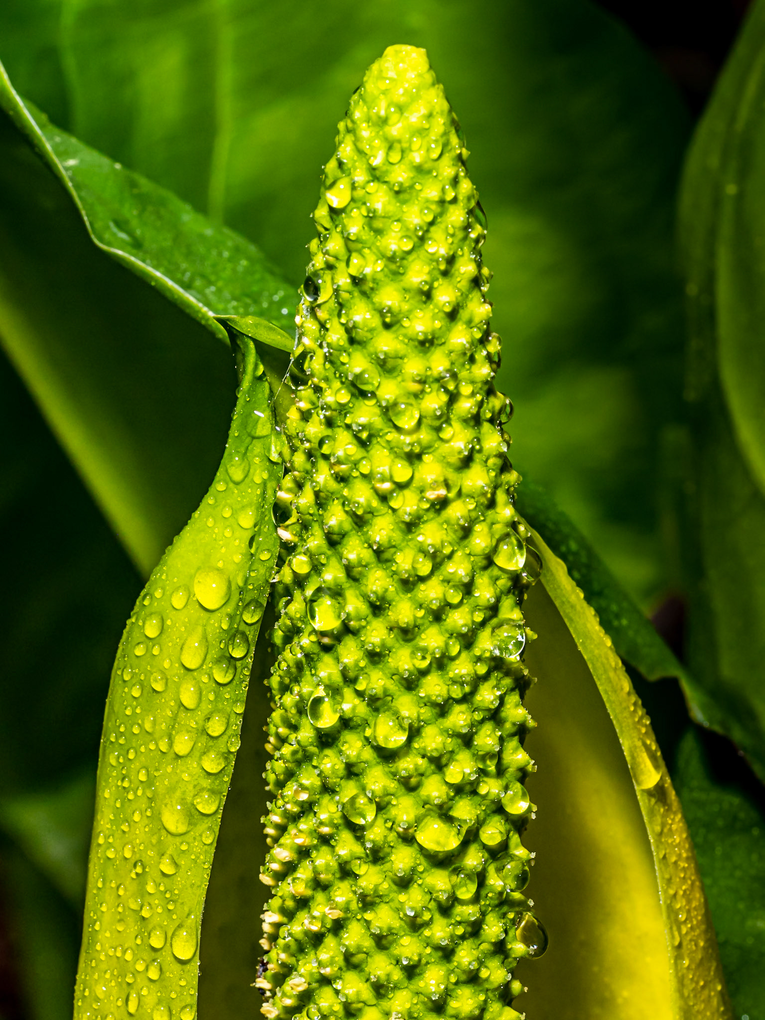 Skunk Cabbage After the Rain: Redmond Watershed Washington