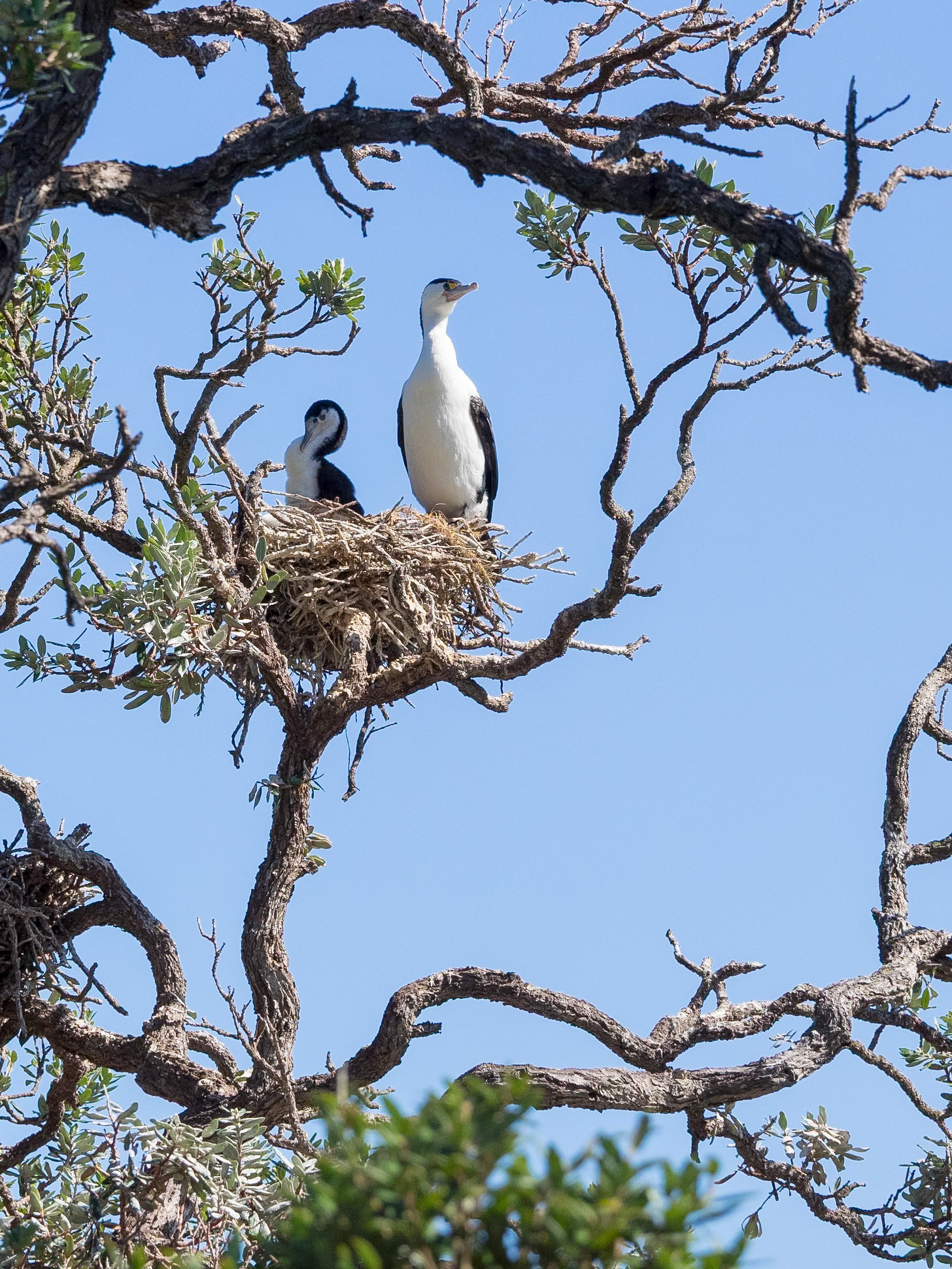 Pied Shags Roosting: At Cape Rodney Marine Reserve