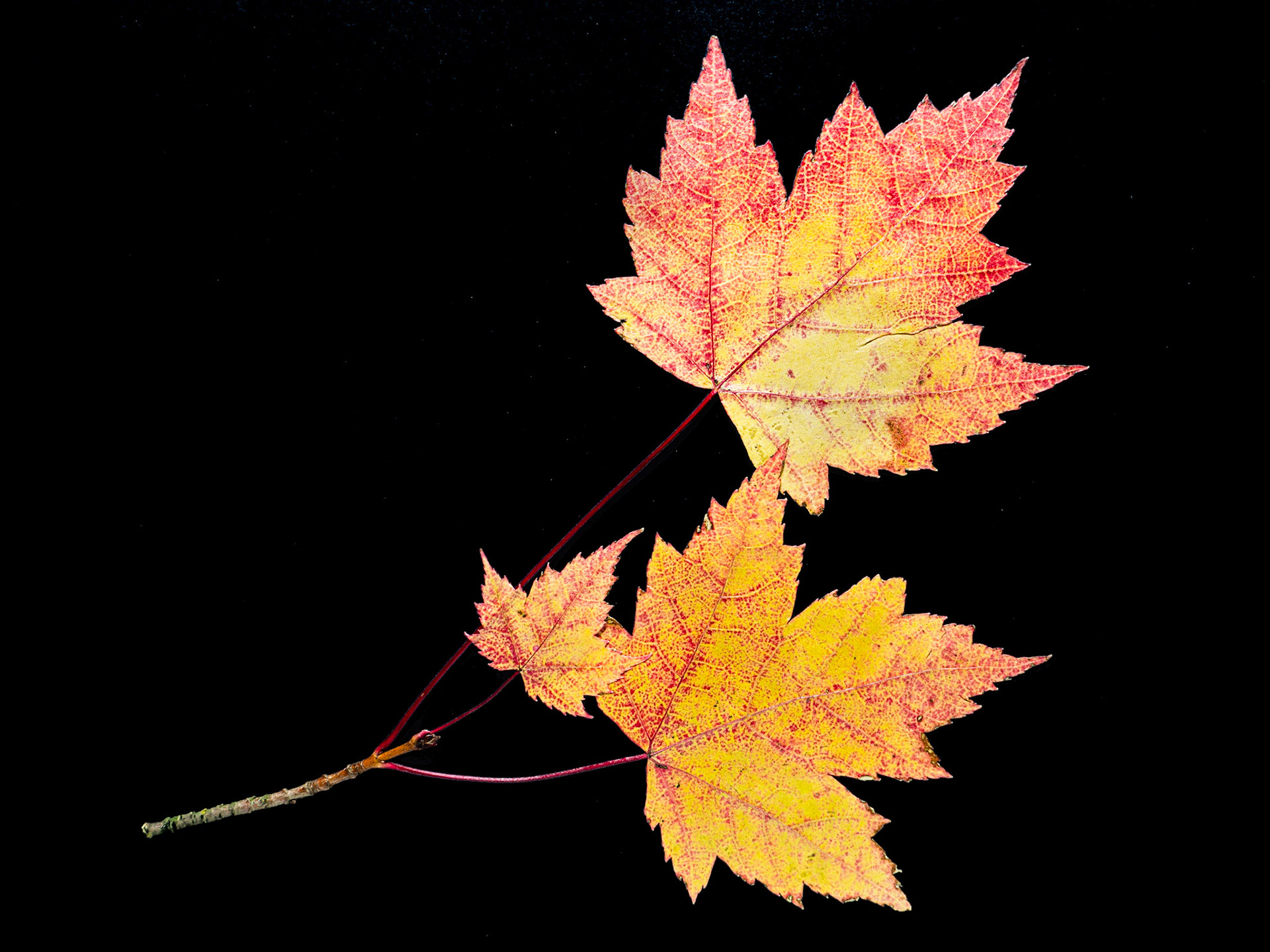 Three Maple Leaves - Black Background: Maple leaves turn to orange and yellow hues before dropping in Autumn.