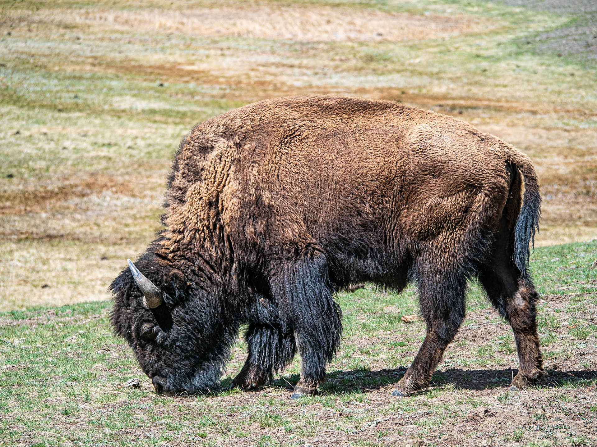 Bison Grazing: Bison grazing near the Madison River in Yellowstone National Park.