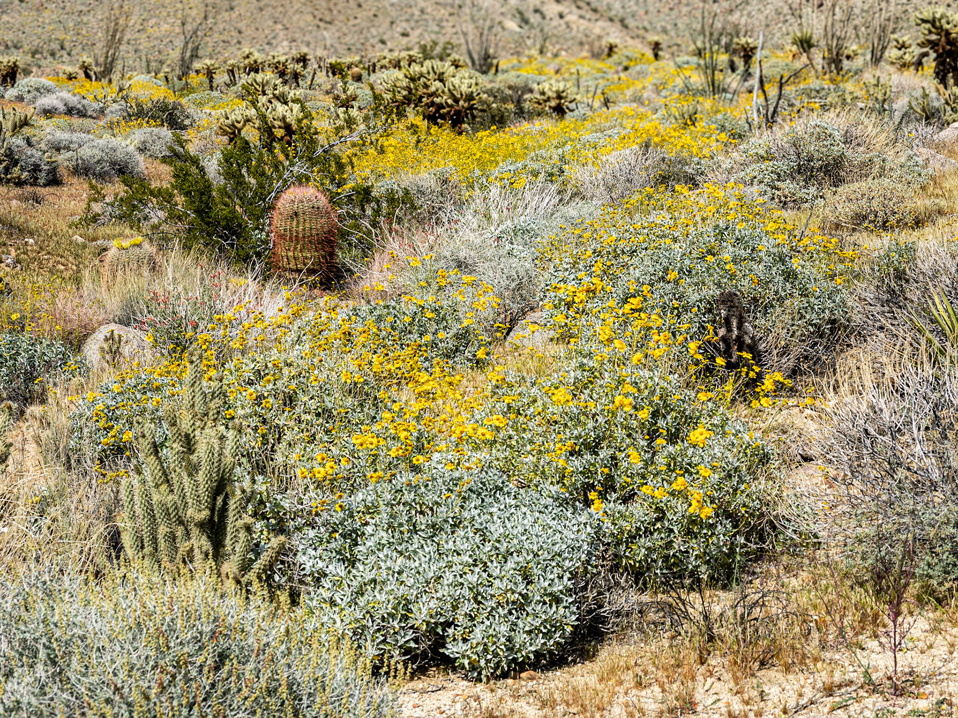 Desert Eden: A diverse desert plant community emerges on a yellow sea of flowering brittlebush at Yaqui Flats in the Anza-Borrego Desert State Park. In additopn to the brittlebush plants pictured in this slice of the desert include barrel cactus, chuparosa, hedgehog cactus, teddy bear cholla, ocotillo and Mojave yucca.
