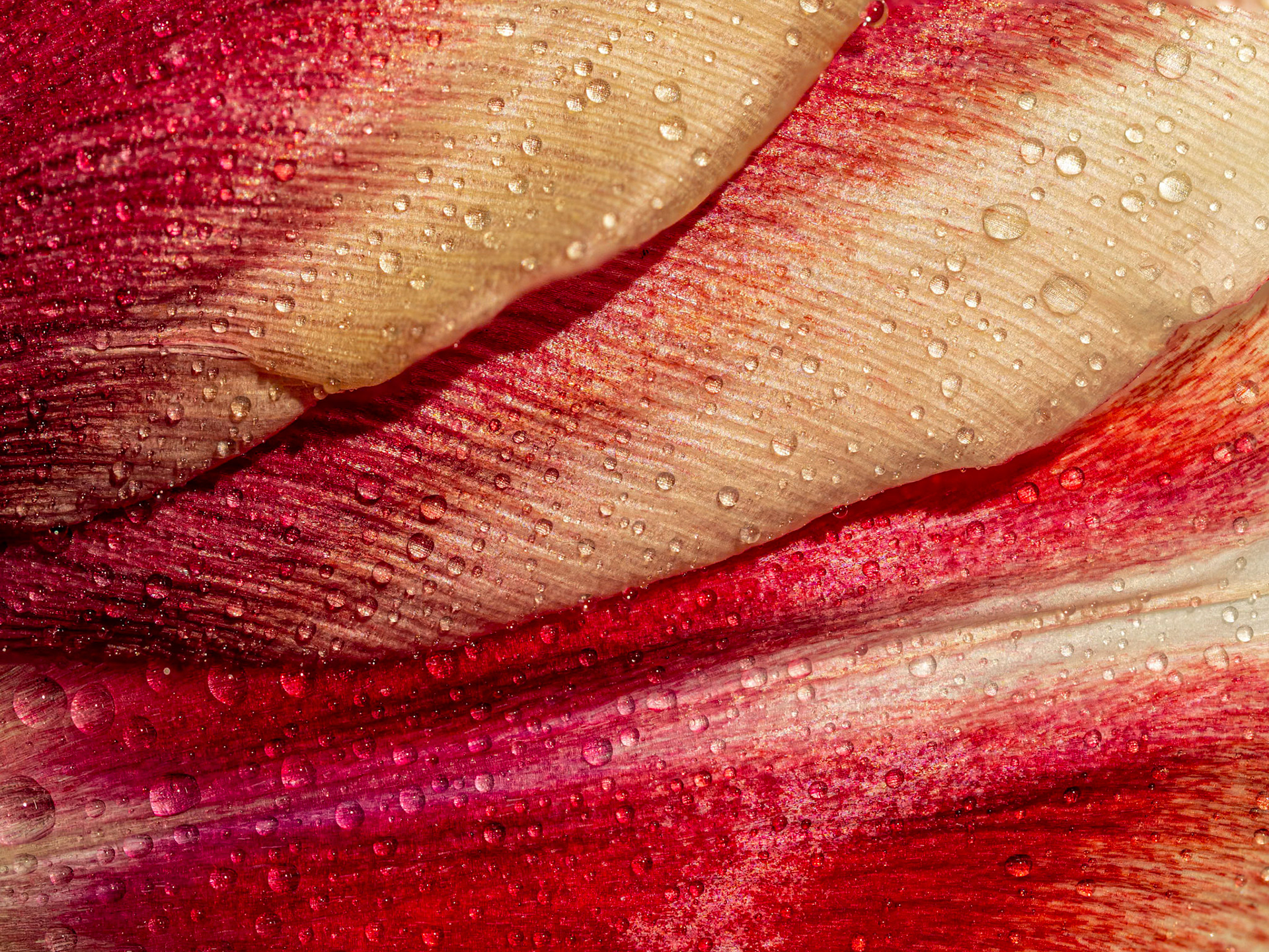 Water on Tulip Petals: Close-up view of water-accented tulip petals