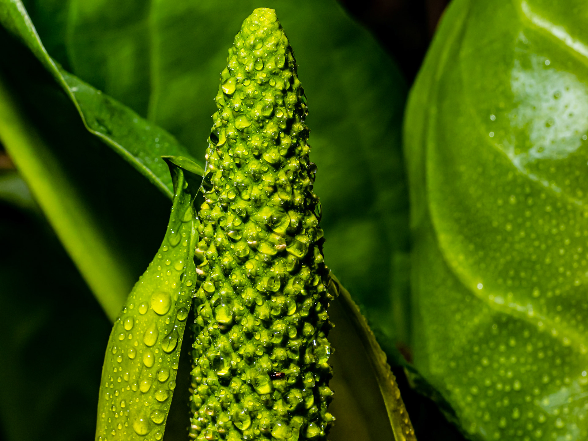 Skunk Cabbage After the Rain: Redmond Watershed Washington