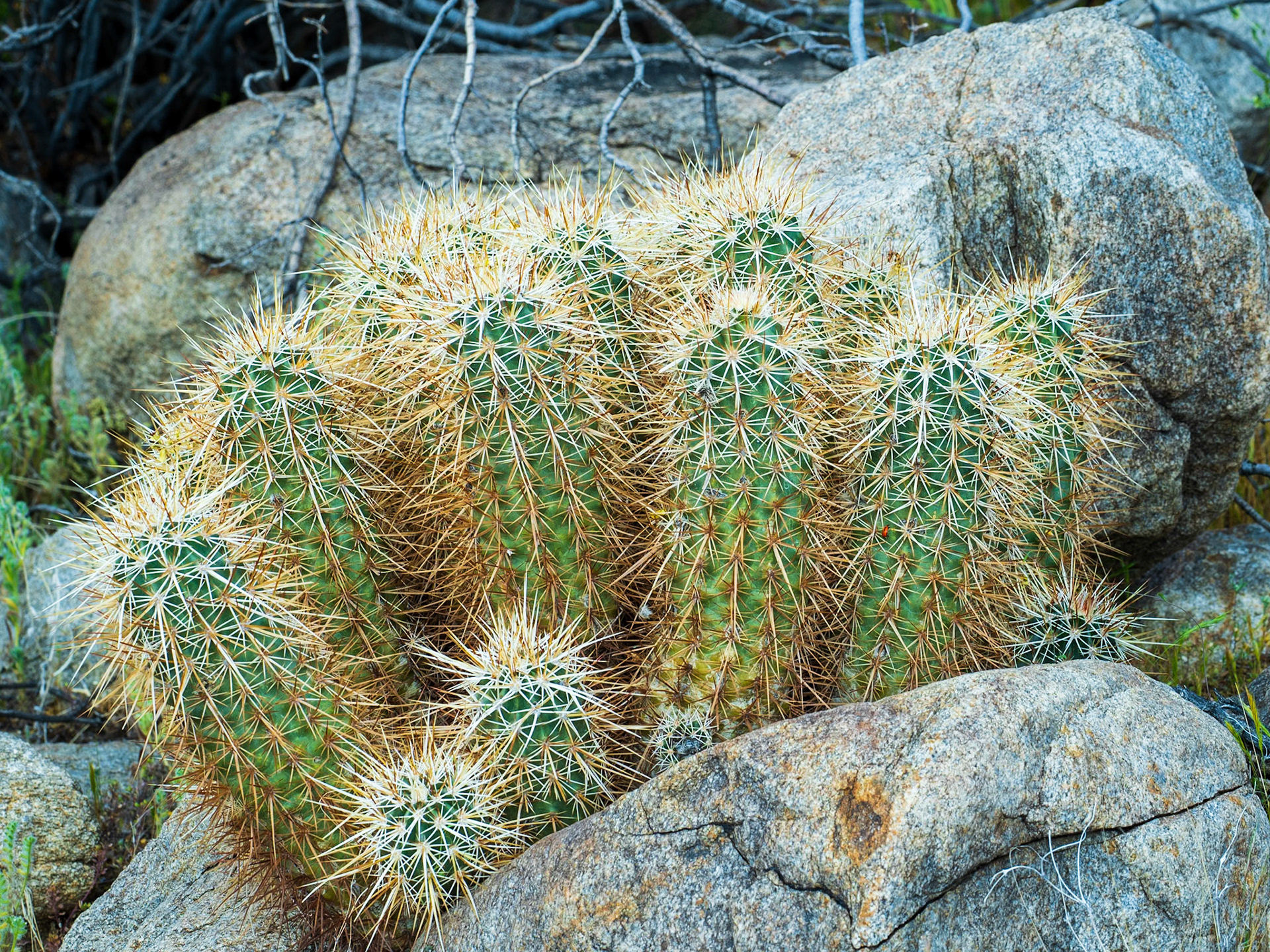 Cactus on the Rocks: Hedgehog cactus at Yaqui Flats In the Anza-Borrego State Park.