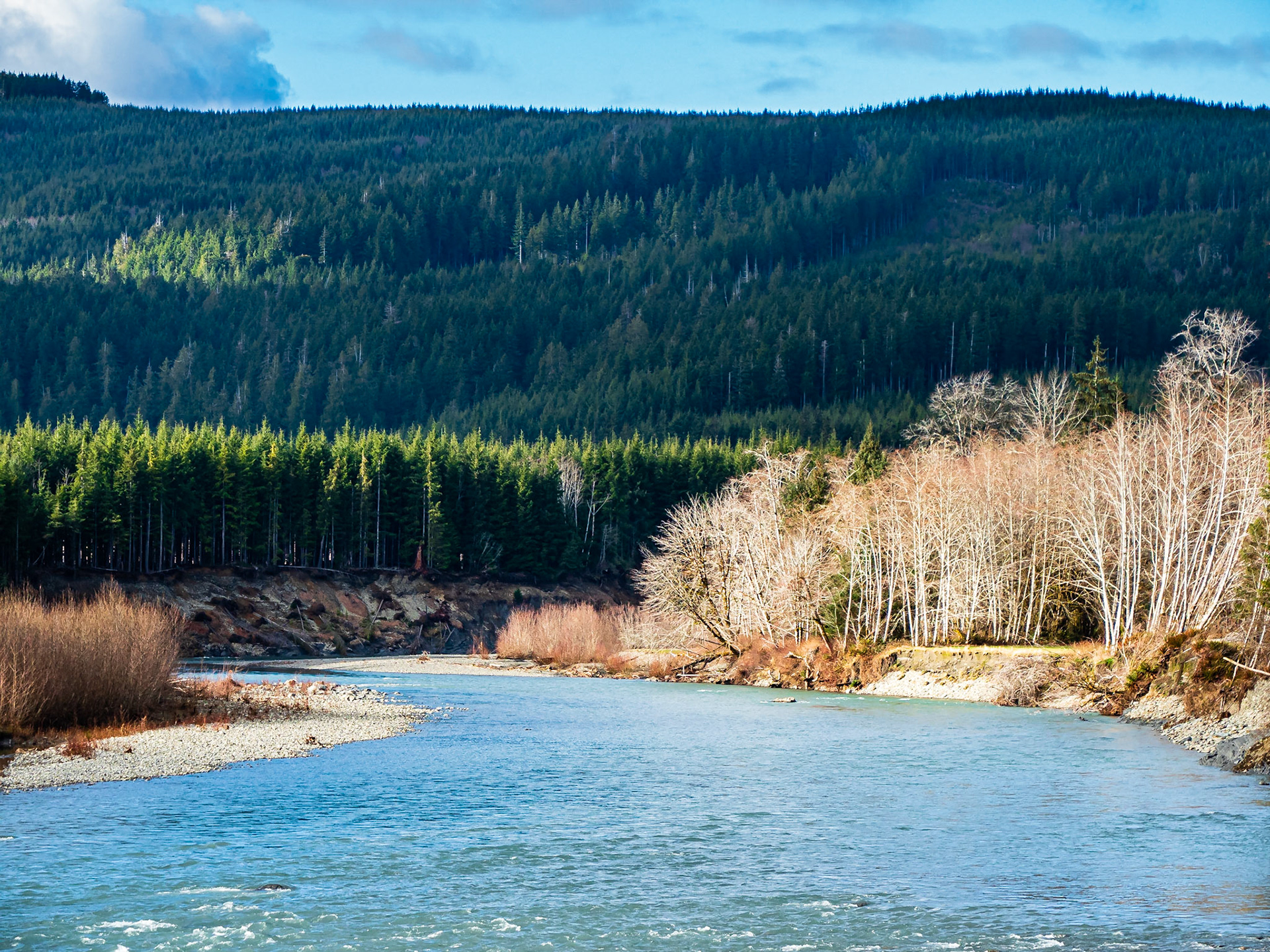 Lower Hoh River: The Hoh River flows past red alder and Sitka spruce forest in the  Hoh River Rainforest.