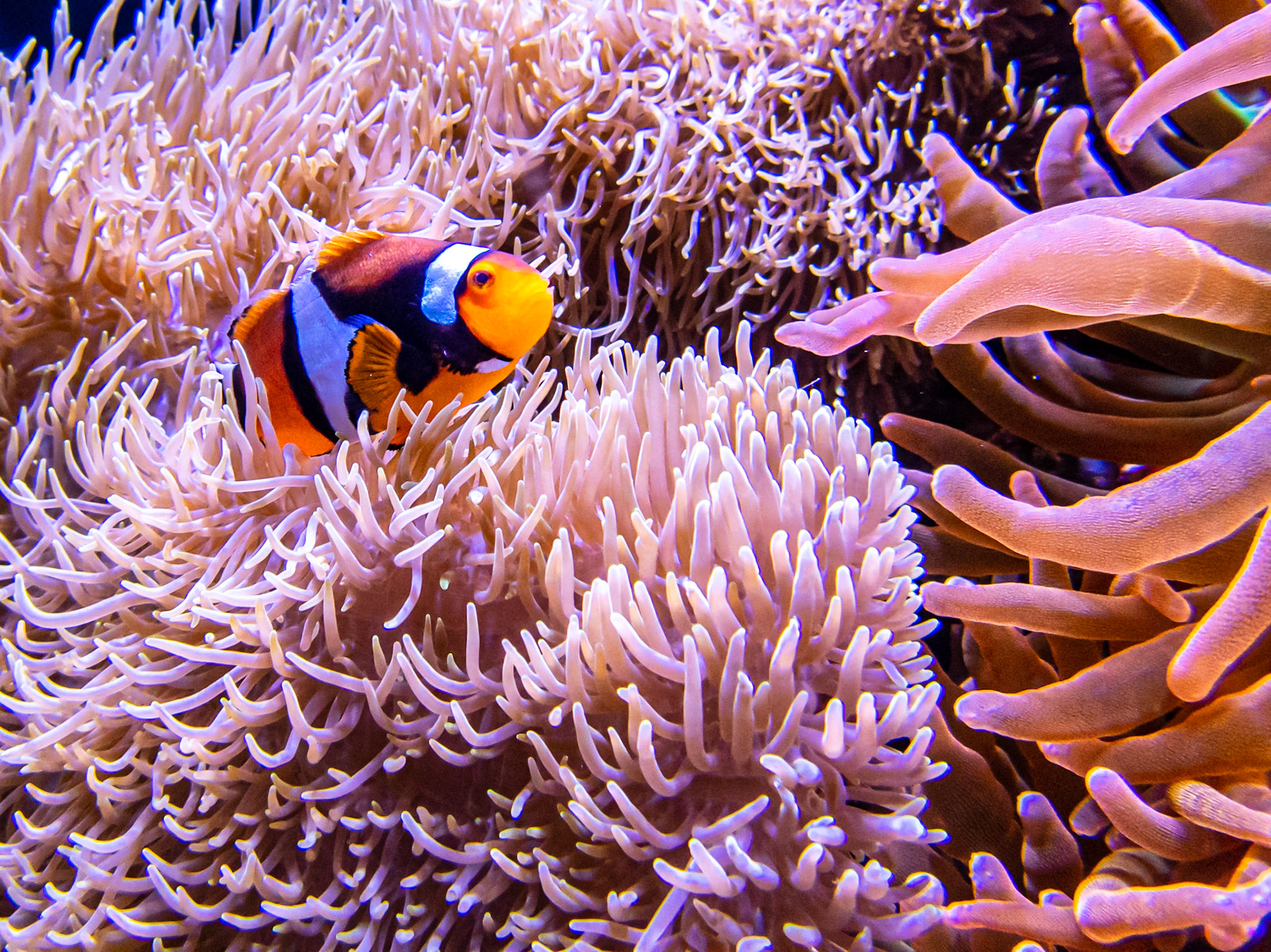 Clownfish and Anemone: At the Seattle Aquarium
