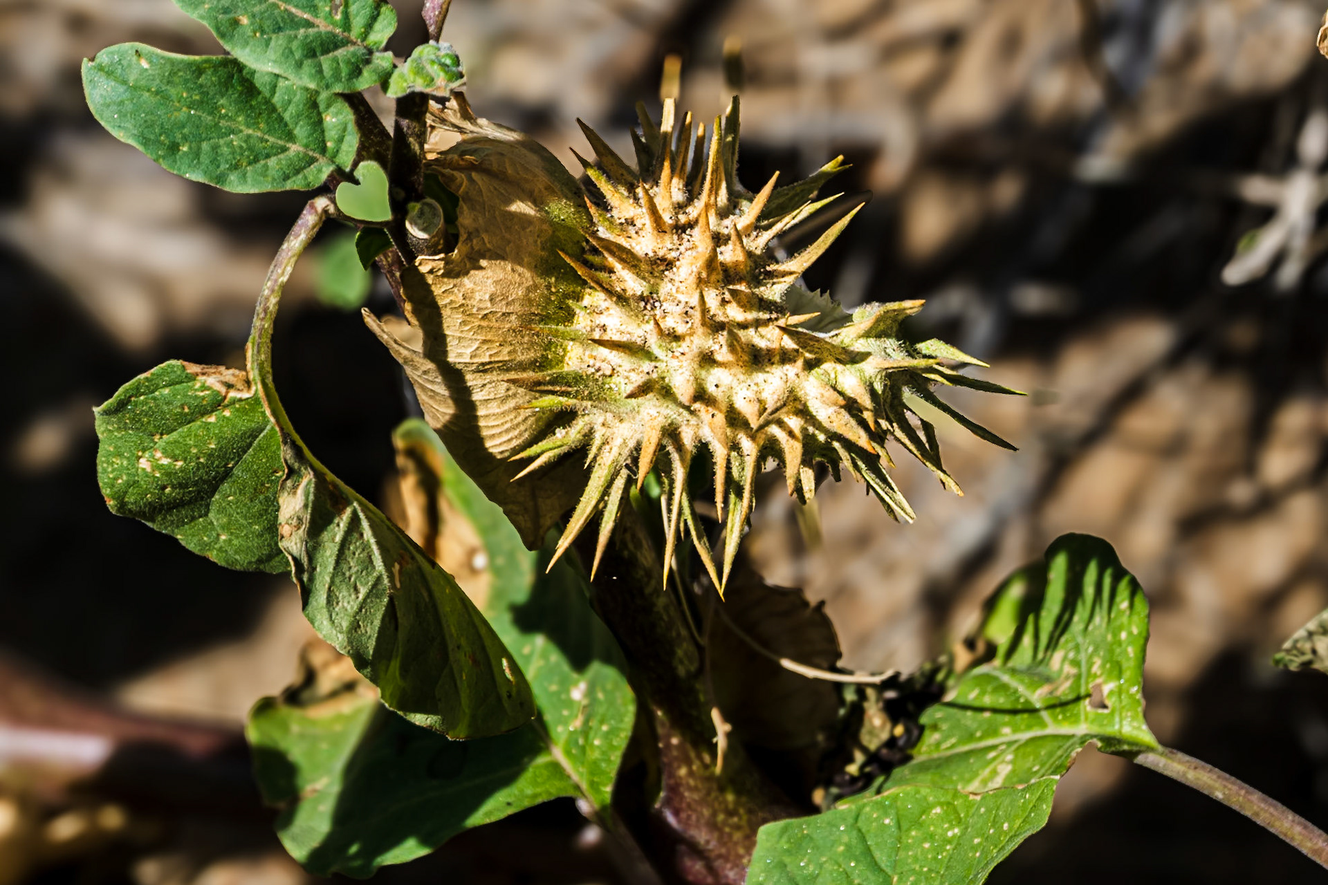 Sacred Datura: Native American cultures used this toxic but nevertheless psychoactive plant in sacred rituals and ceremonies such as initiation rites for young men.