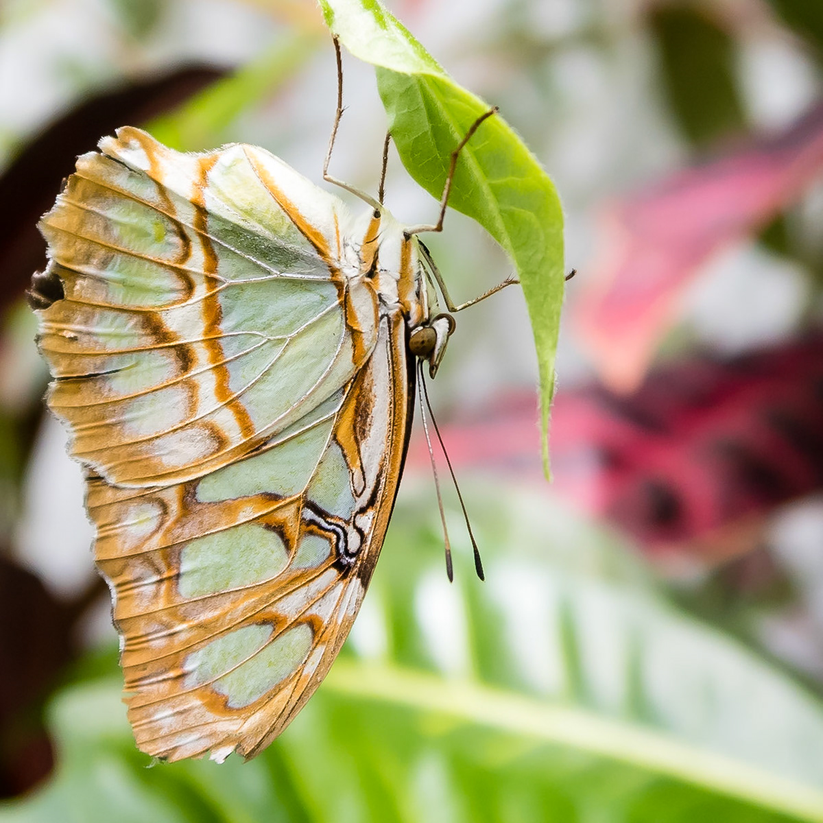 Butterfly Hangout: At the Pacific Science Center