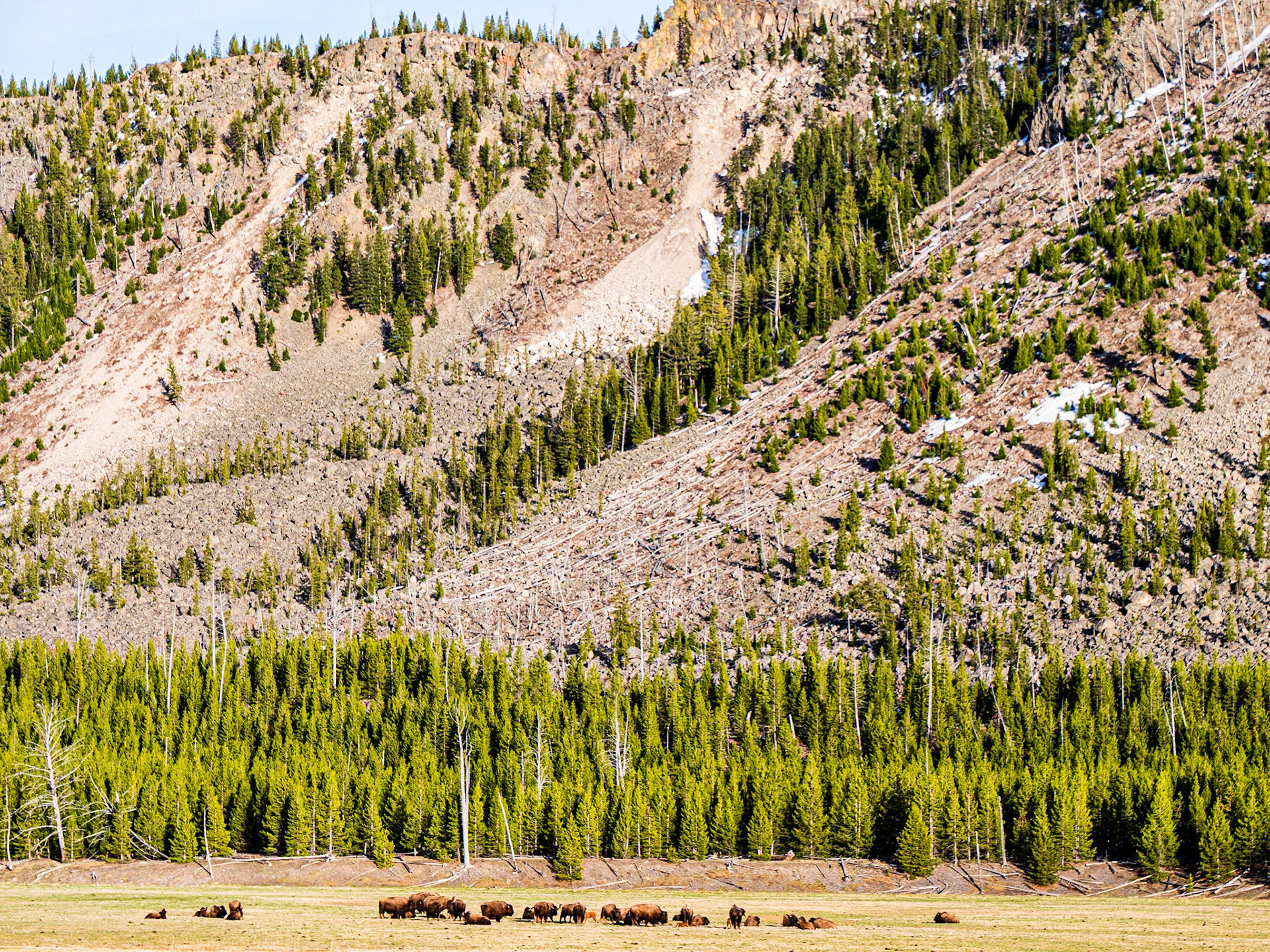 Bison Herd: These bison were congregating and settling down for the evening in the Madison River Valley of Yellowstone National Park.