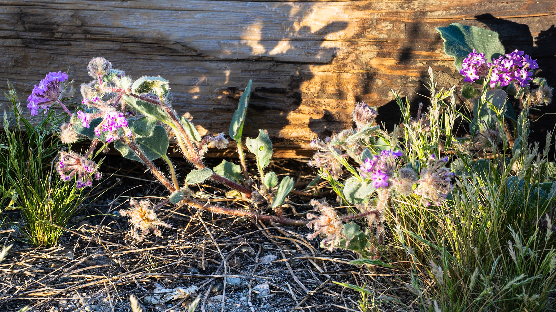 Opportunistic Verbena: In the Anza-Borrego State Park.