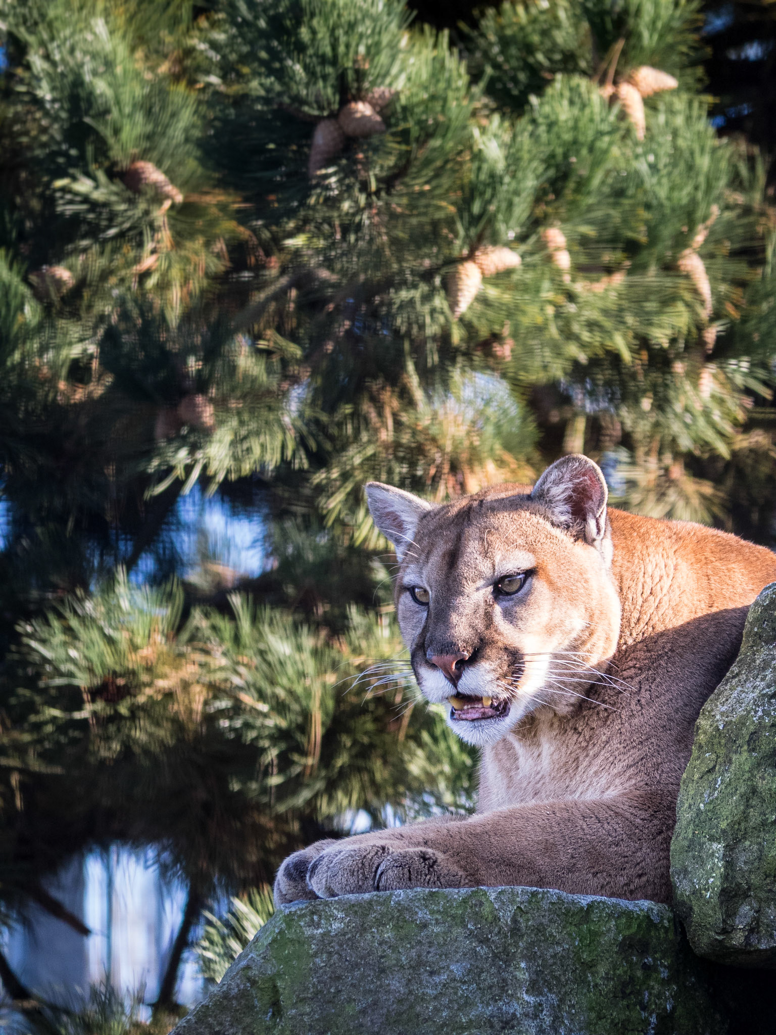 Cougar Lookout: At the Cougar Mountain Zoo, Issaquah WA